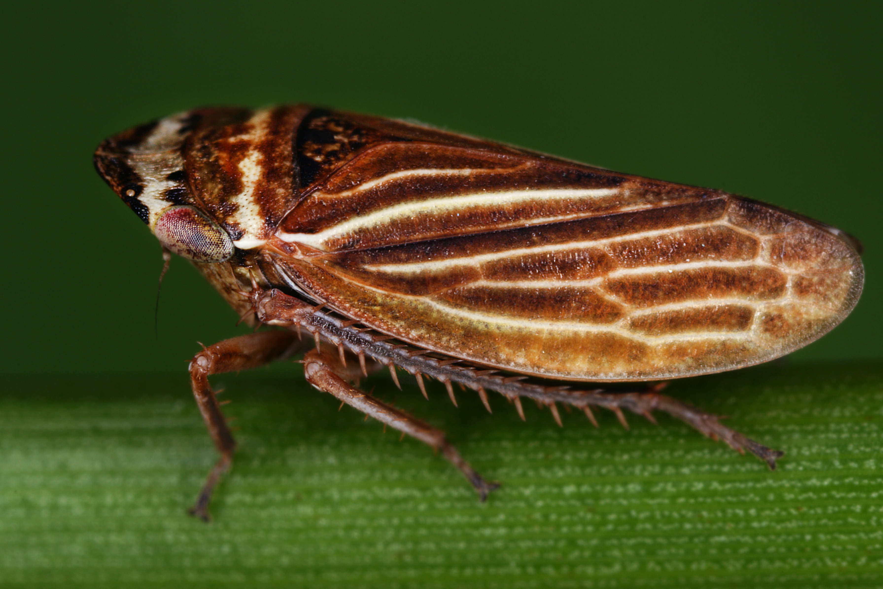 11072013004254 1109 art 953 aphrodes makarovi wiesen erdzikadem12.2