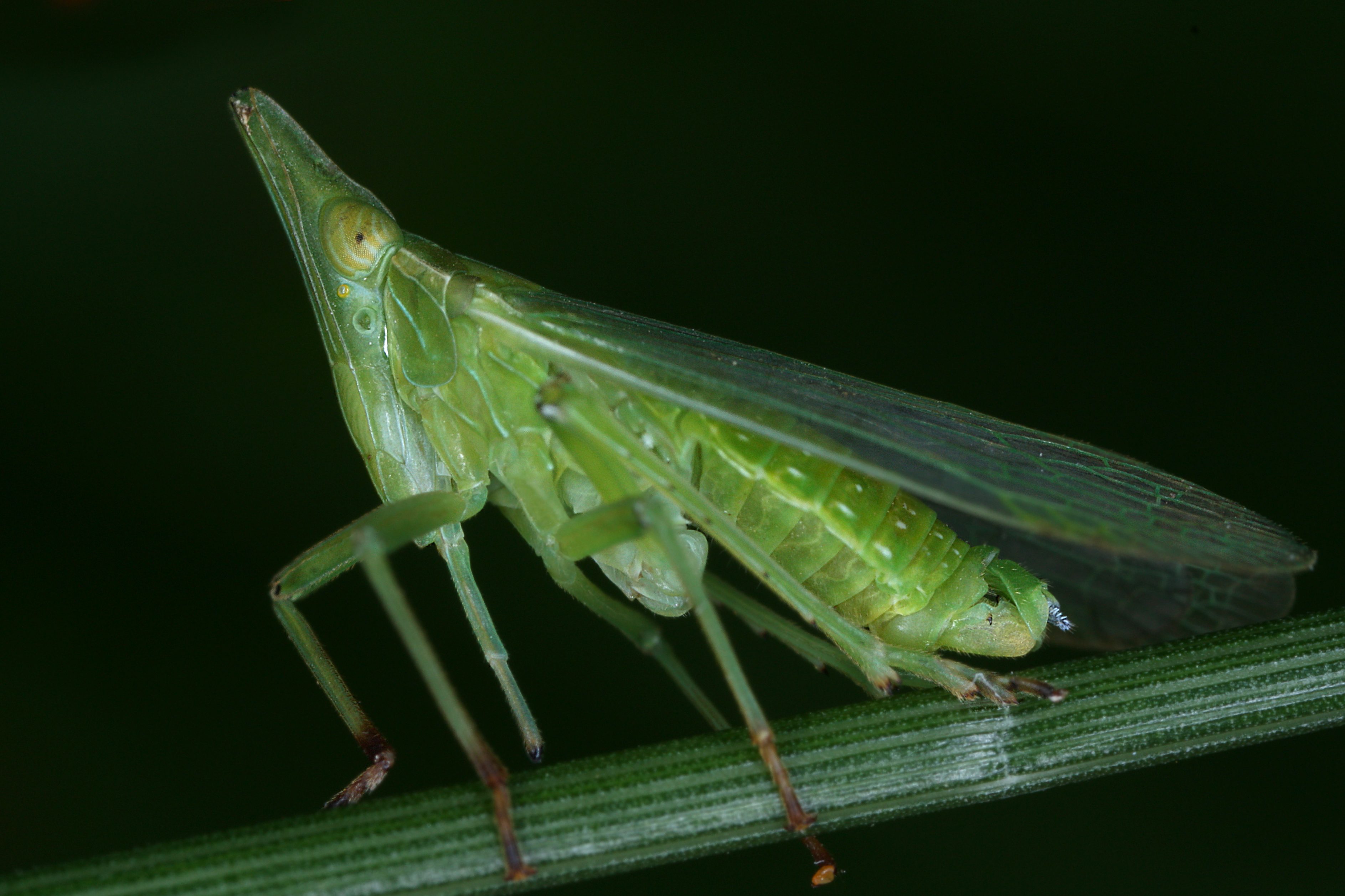 11072013005807 1111 art 954 dictyophara europaea europaischer laternentragerm8.2