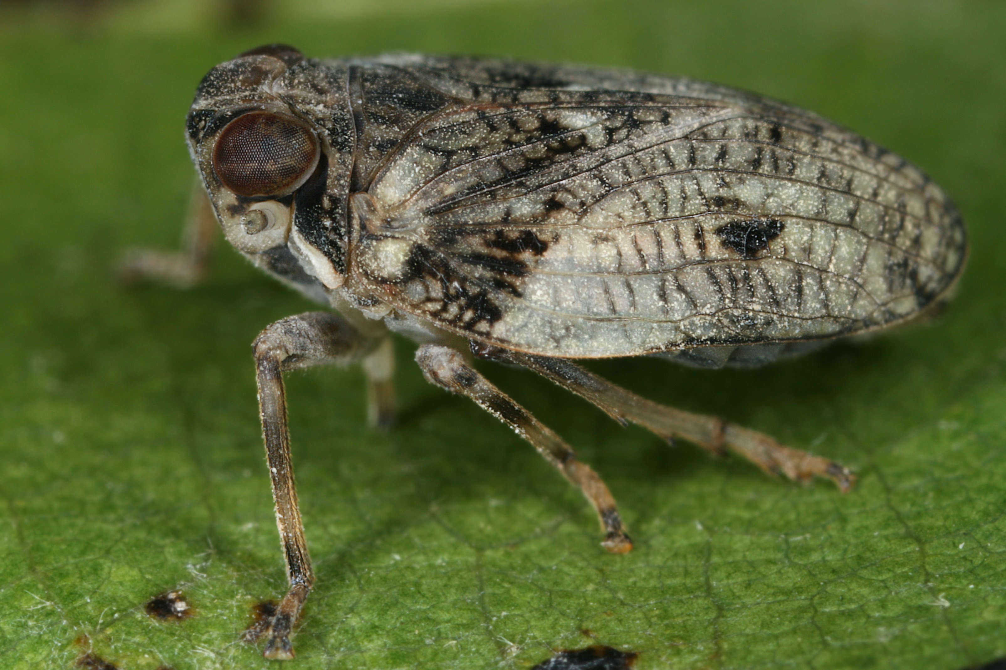 11072013010645 1112 art 955 issus coleoptratus echte kaferzikadem8.2