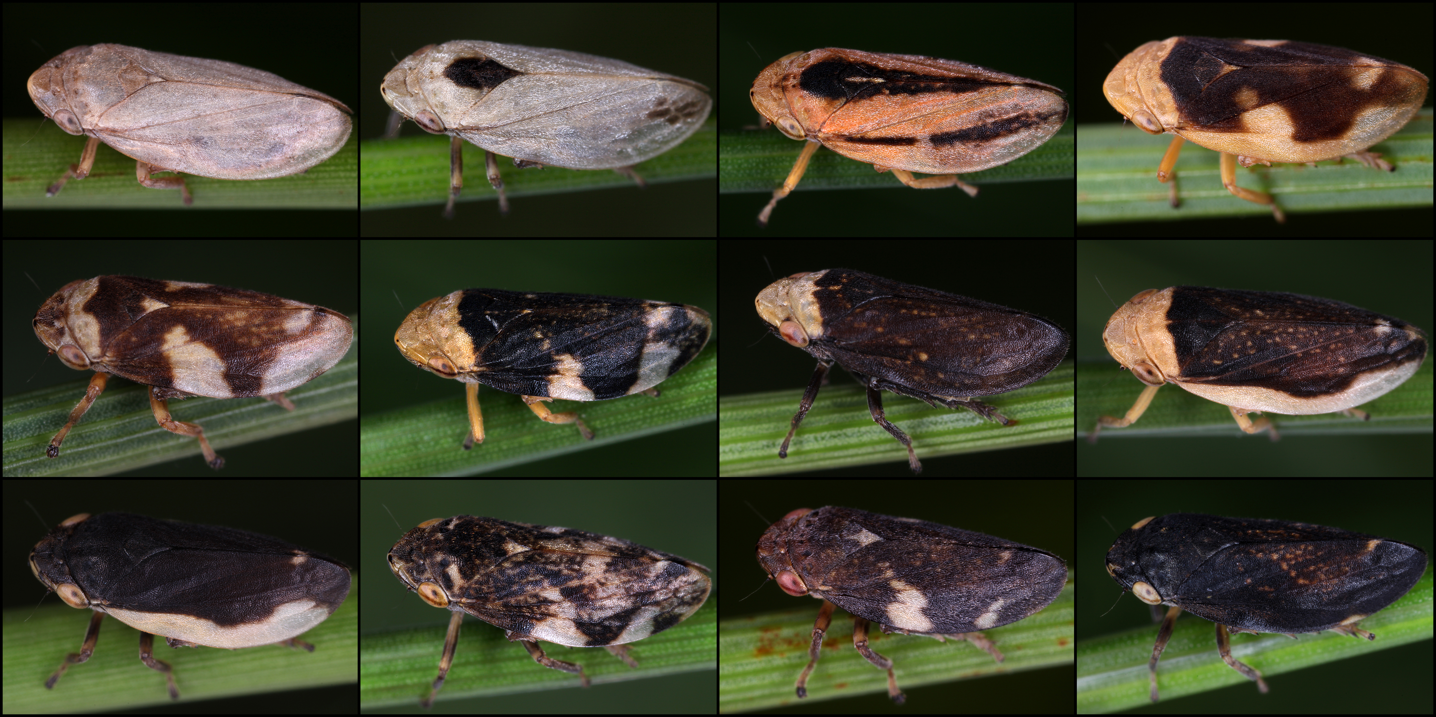 11072013013338 1113 art 958 01 philaenus spumarius wiesen schaumzikade1v