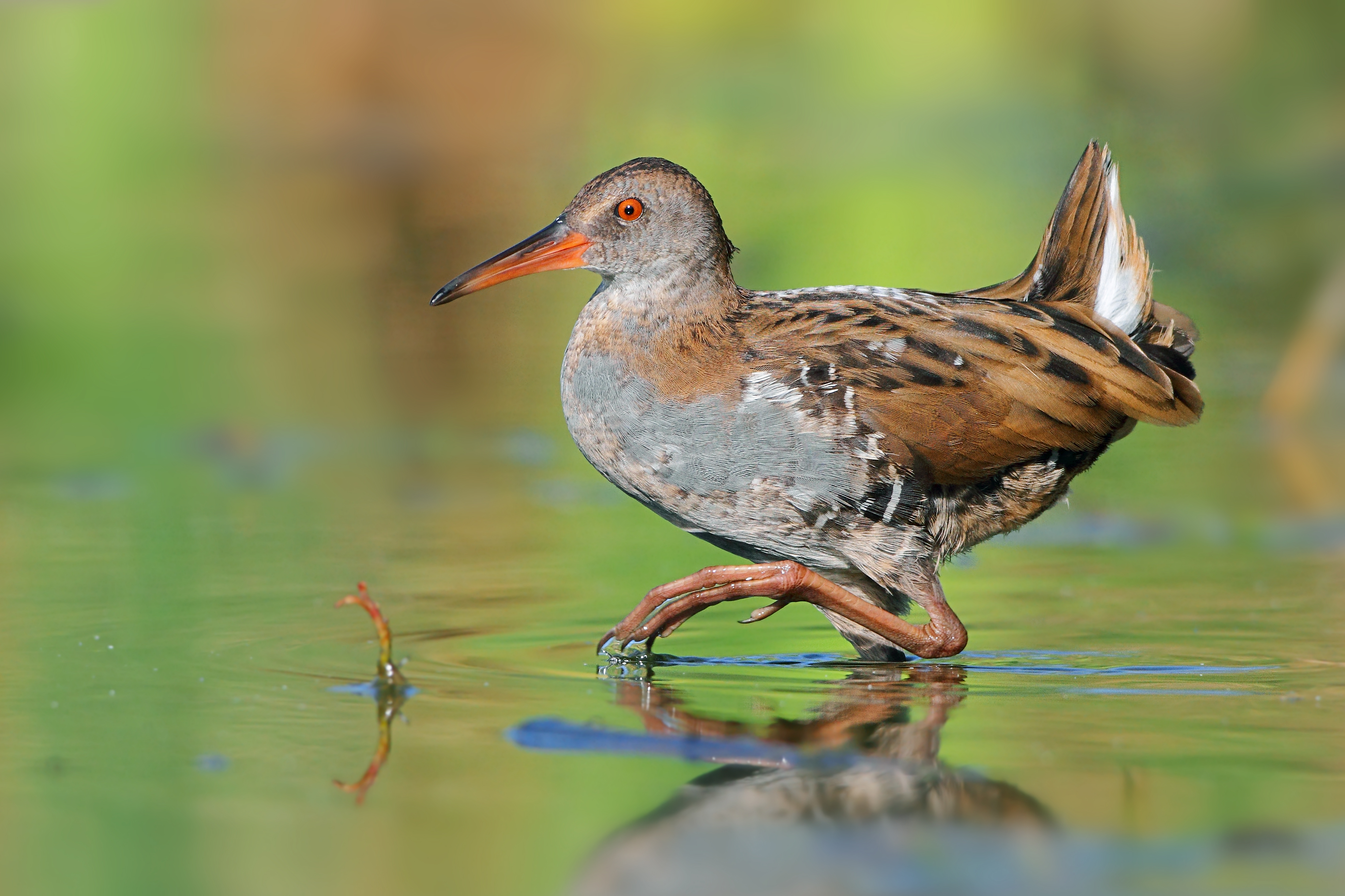 11072013115231 1114 art 959 wasserralle