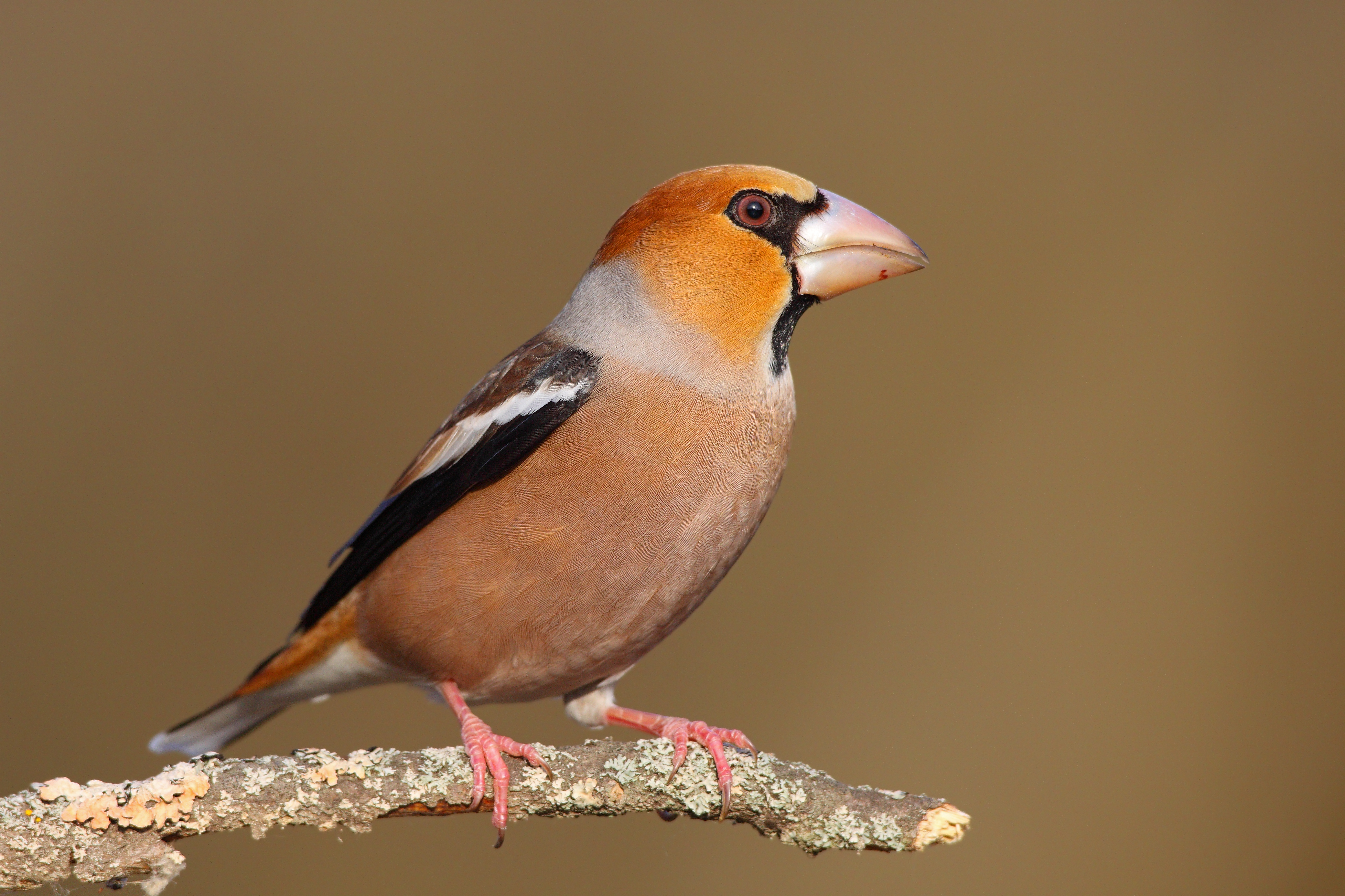 11072013121000 1115 art 960 kernbeisser