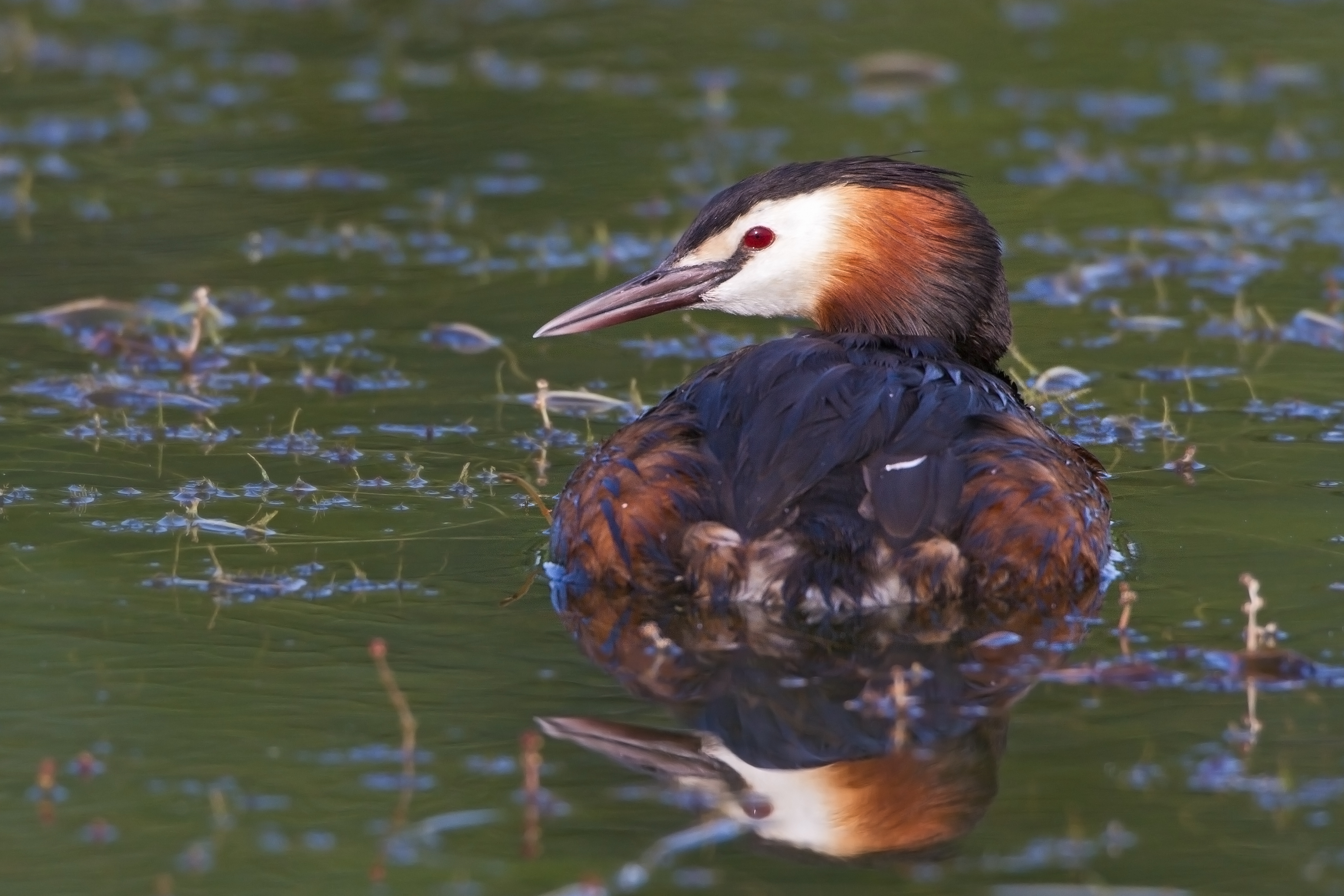 11072013121548 1117 art 961 haubentaucher