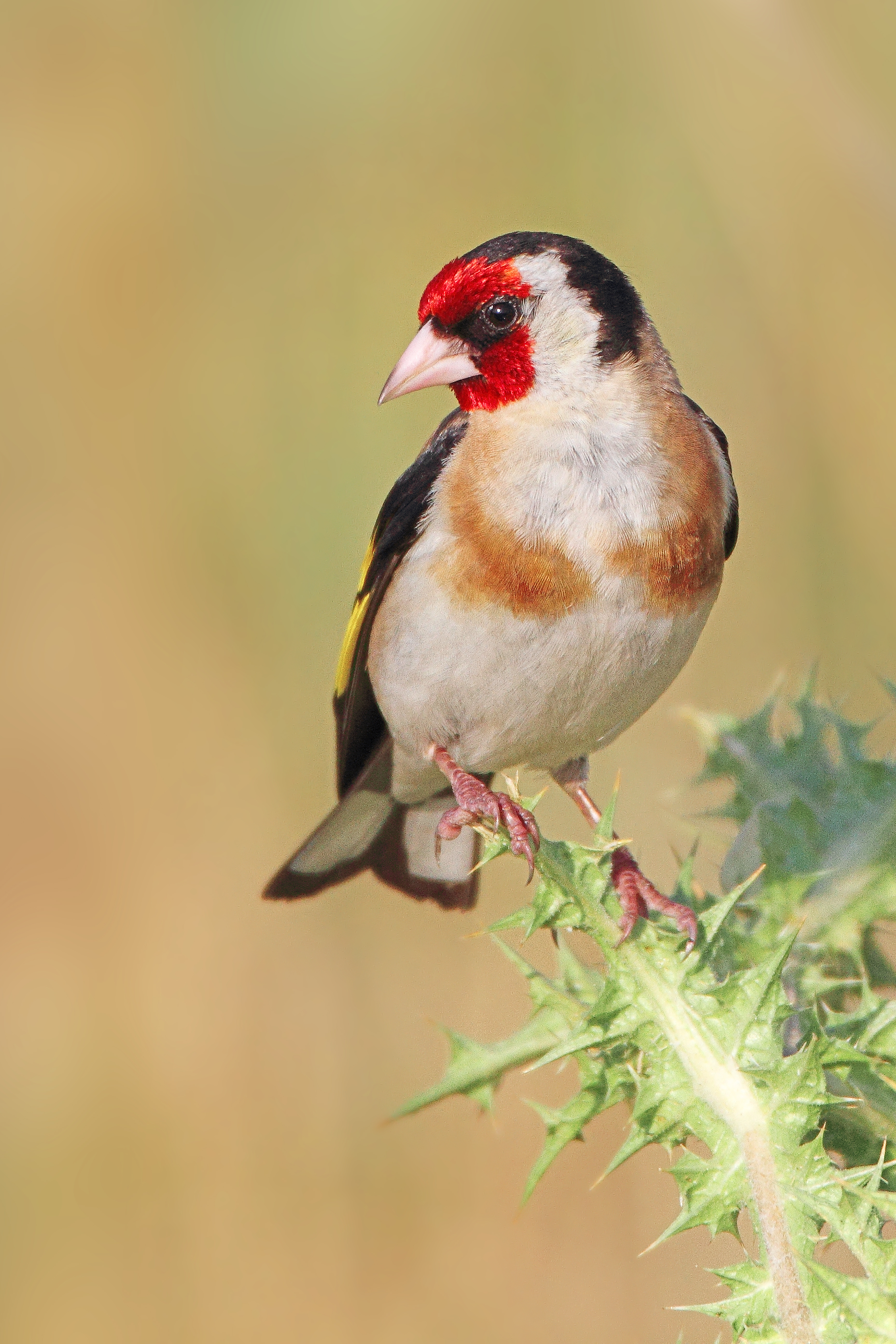 11072013122109 1118 art 962 stieglitz