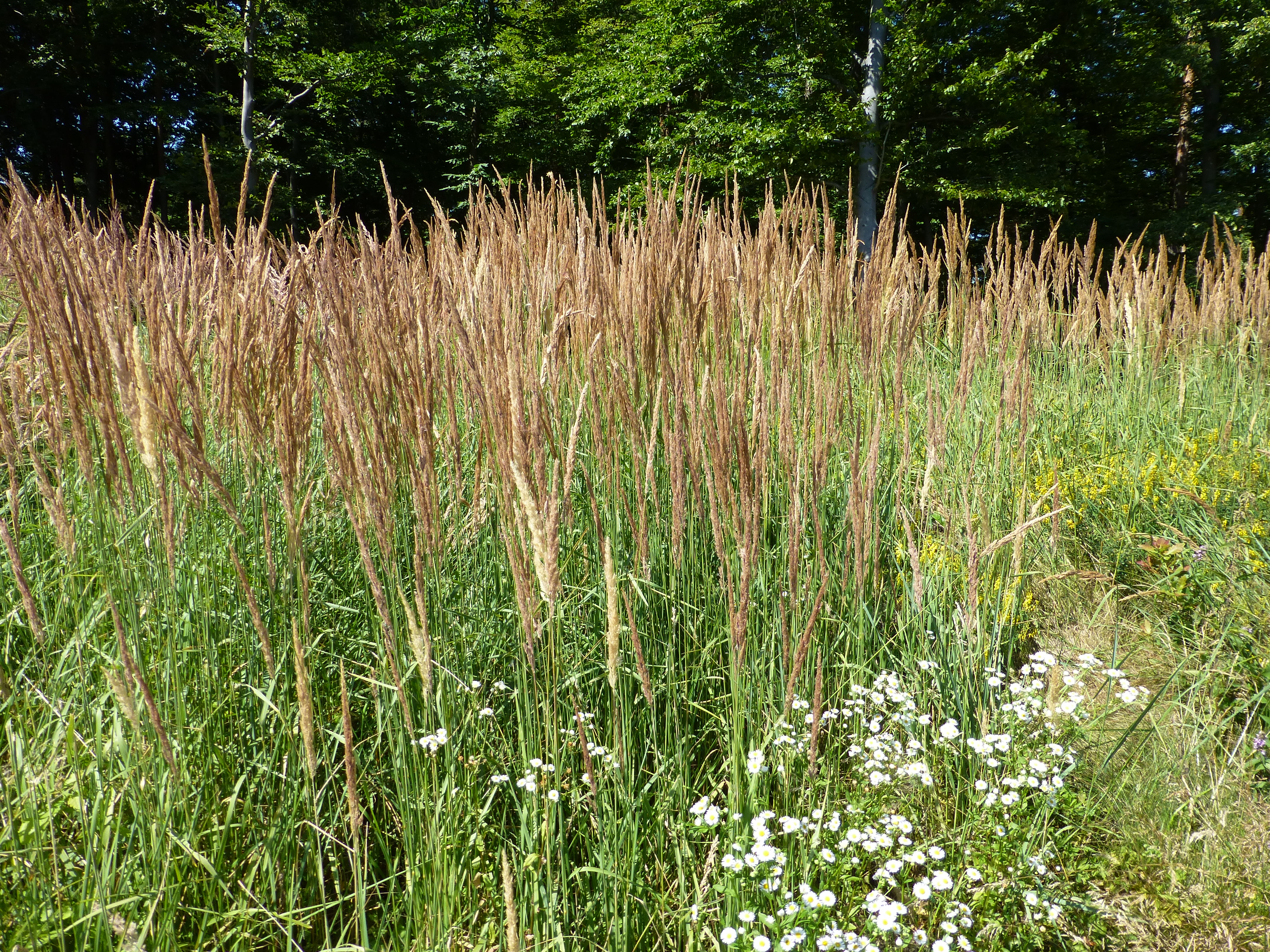 11082013110846 1292 art 562 calamagrostis epigejos 17