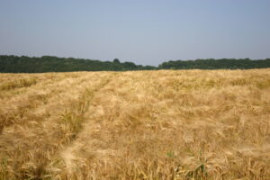 11082013151139 1298 lebensraum 1158 glbgkgwest img 2823 4