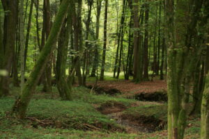 11082013151617 1299 lebensraum 1101 sulzegg 0 182 31