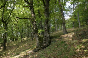 11082013152628 1301 lebensraum 1115 glbgkgwest img 5128 4