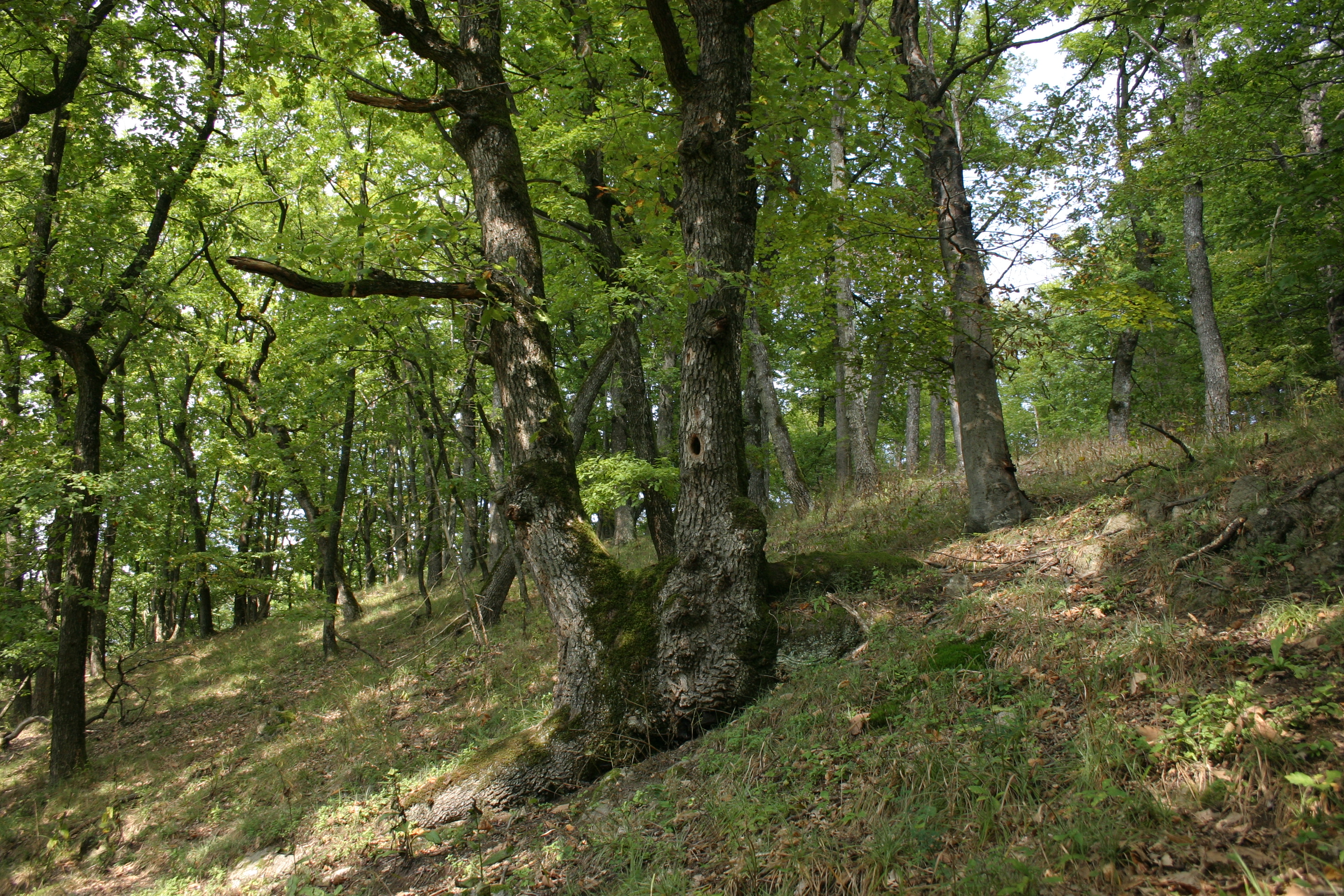 11082013152628 1301 lebensraum 1115 glbgkgwest img 5128 4