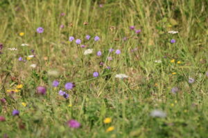 11082013162759 1303 lebensraum 1122 alsoszolnok Orseg ungarn 01 589