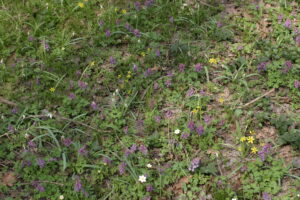 11082013164917 1306 lebensraum 1111 auwald weitersdorf img 6679