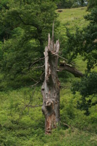 11082013173530 1309 lebensraum 1131 herberstein bild 024 71