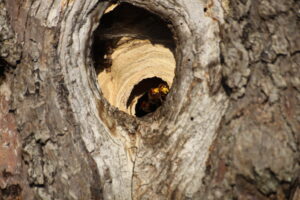 11082013174056 1310 lebensraum 1133 vespa crabro herberstein 15 3