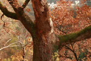 11082013175249 1312 lebensraum 1134 eichenborke