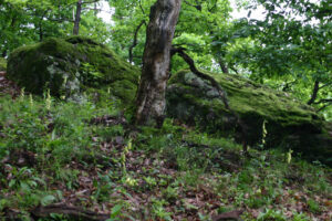 11082013184717 1315 lebensraum 1130 felsen klausen