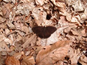 11082013191210 1316 lebensraum 1132 2697 minois dryas blauaugiger waldportier mannl glbgkg 08040009 3