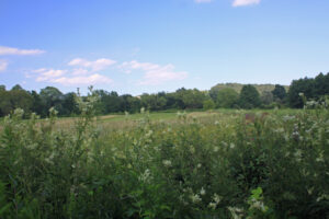 11082013210533 1319 lebensraum 1102 hochstauden