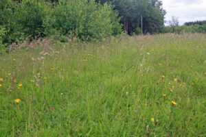 11082013212226 1320 lebensraum 1122 orfalu Orseg ungarn 340 19