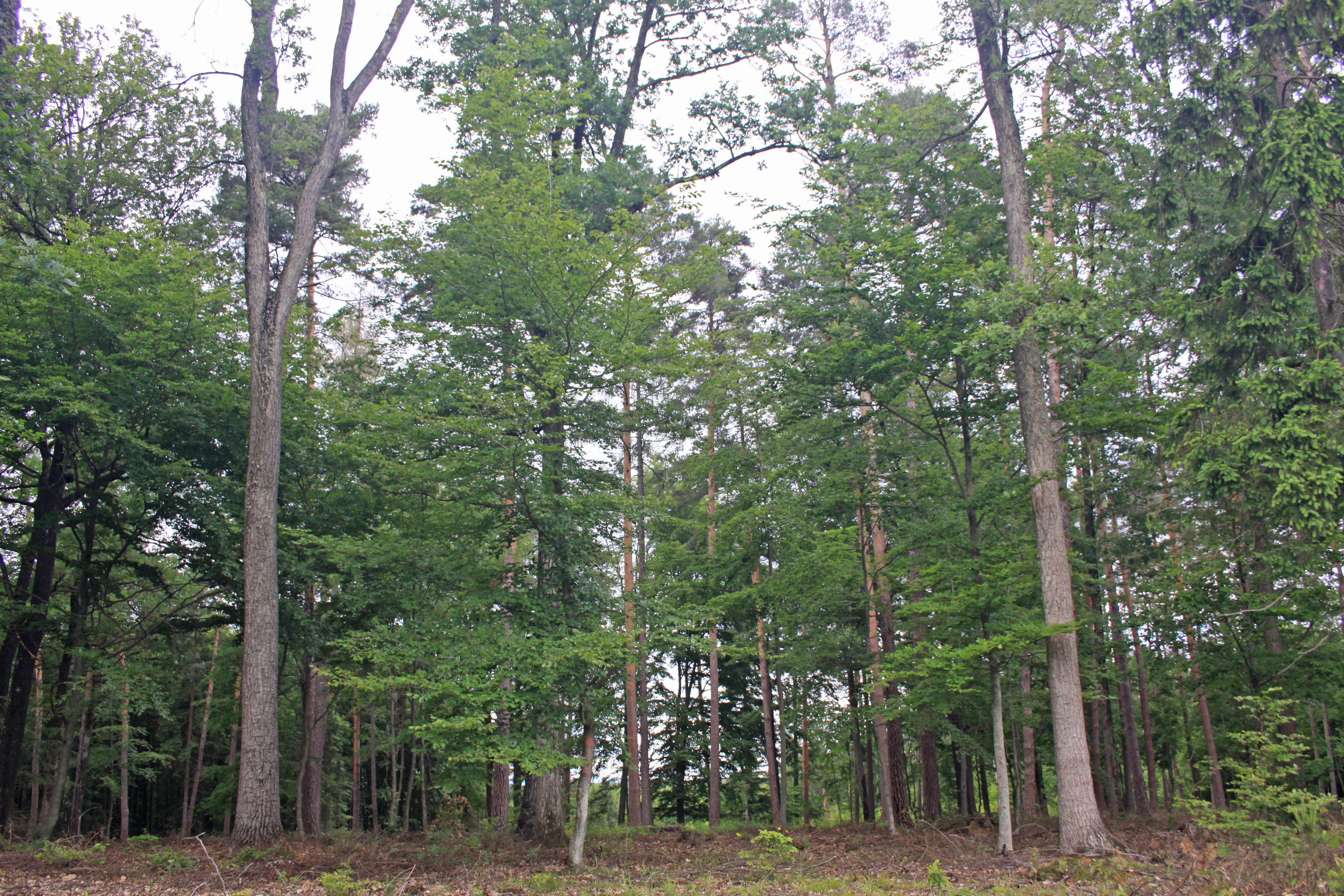 11082013214538 1322 lebensraum 1114 orfalu Orseg ungarn 340 225