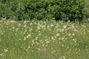 11082013215843 1324 lebensraum 1102 apatistvanfalva Orseg ungarn 03 301