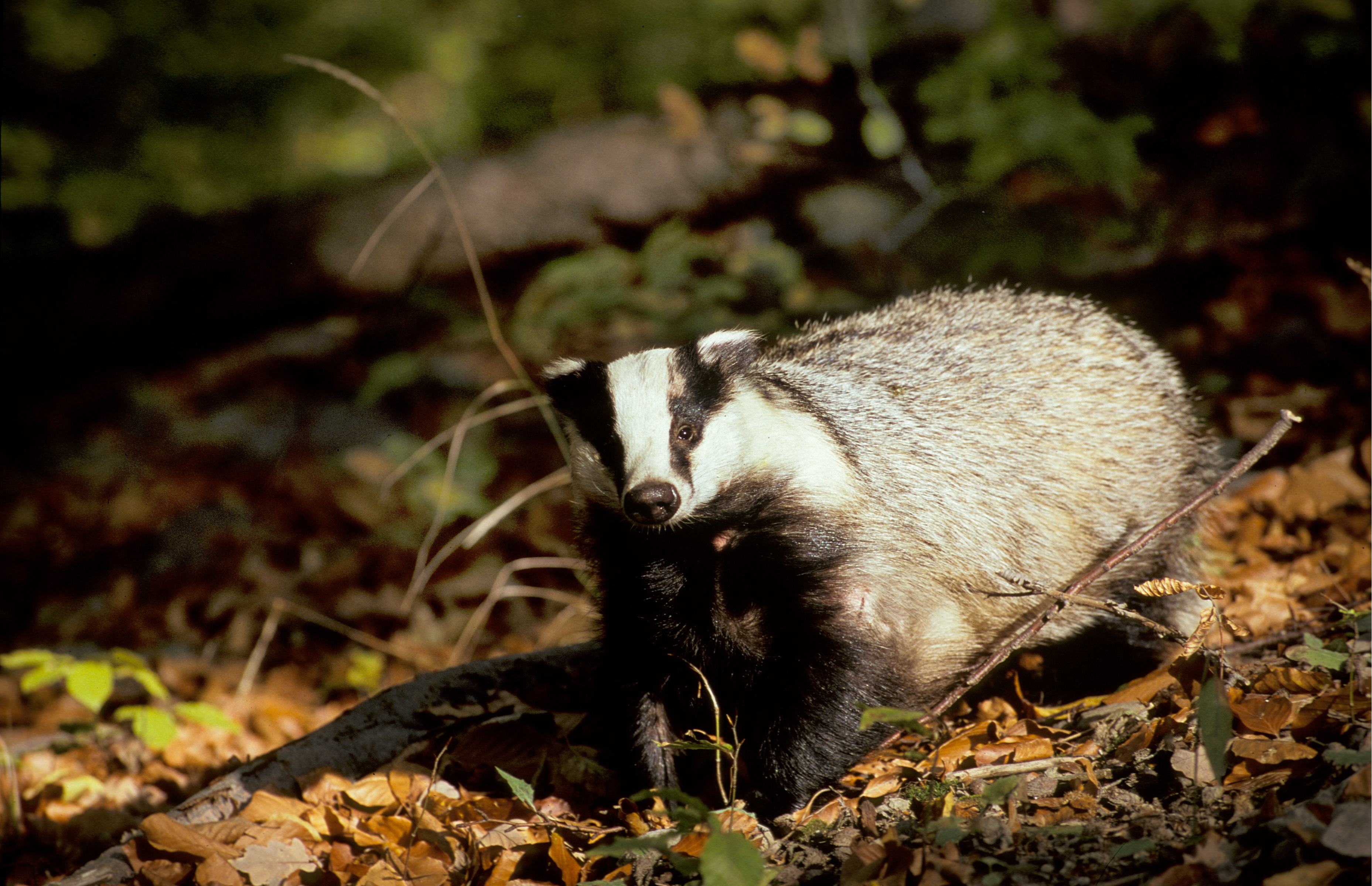 11092013103502 2049 art 1002 meles r schlamberger