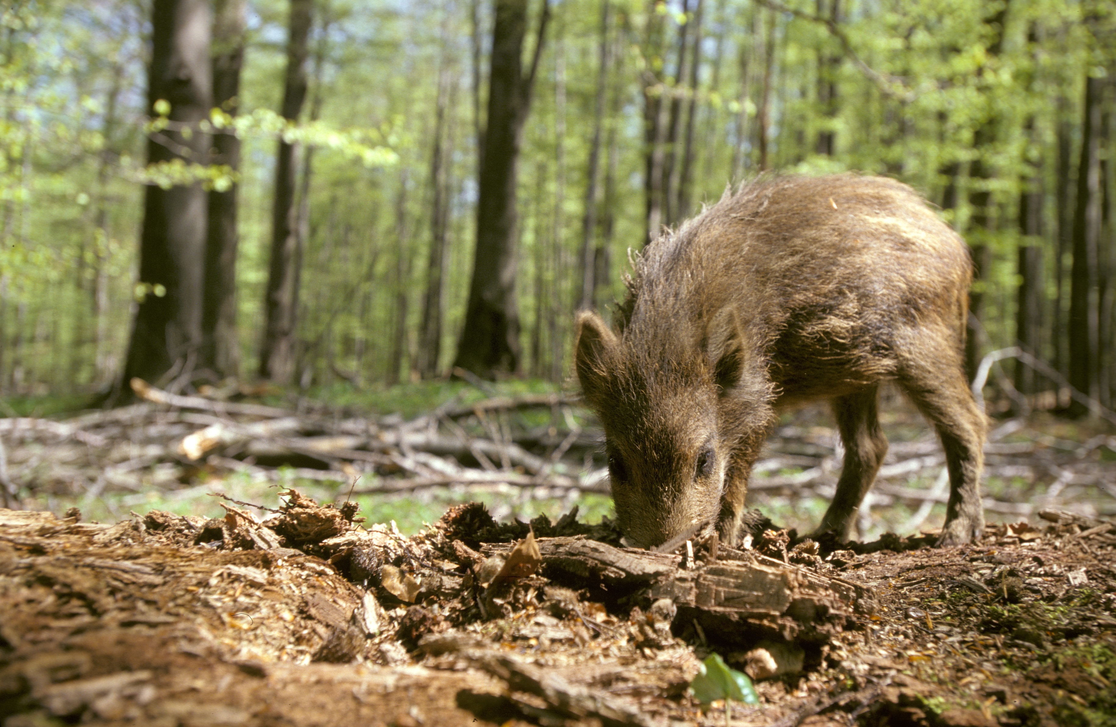 11092013103900 2050 art 1003 wildschwein r schlamberger