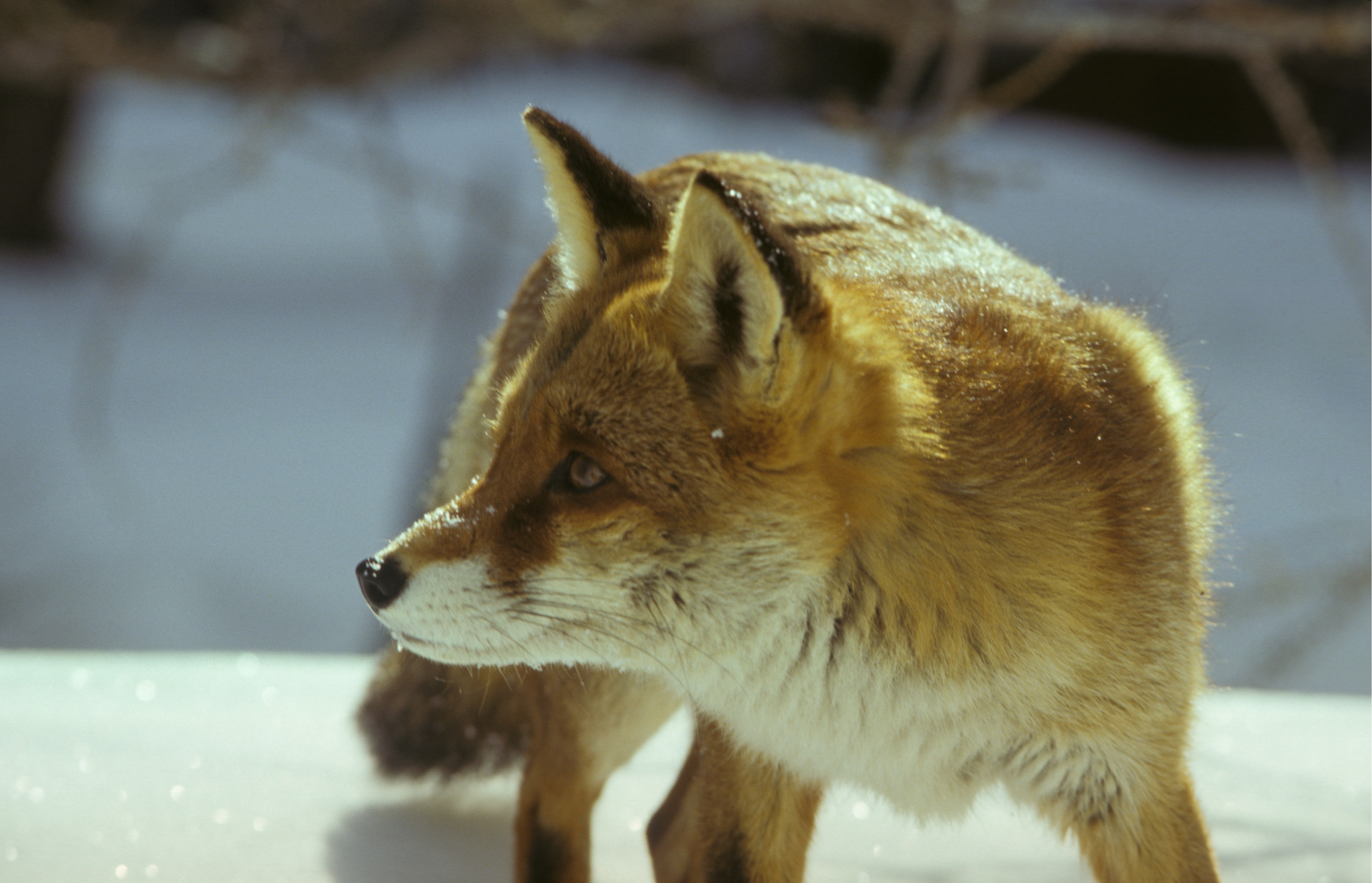 11092013104323 2051 art 994 rotfuchs r schlamberger