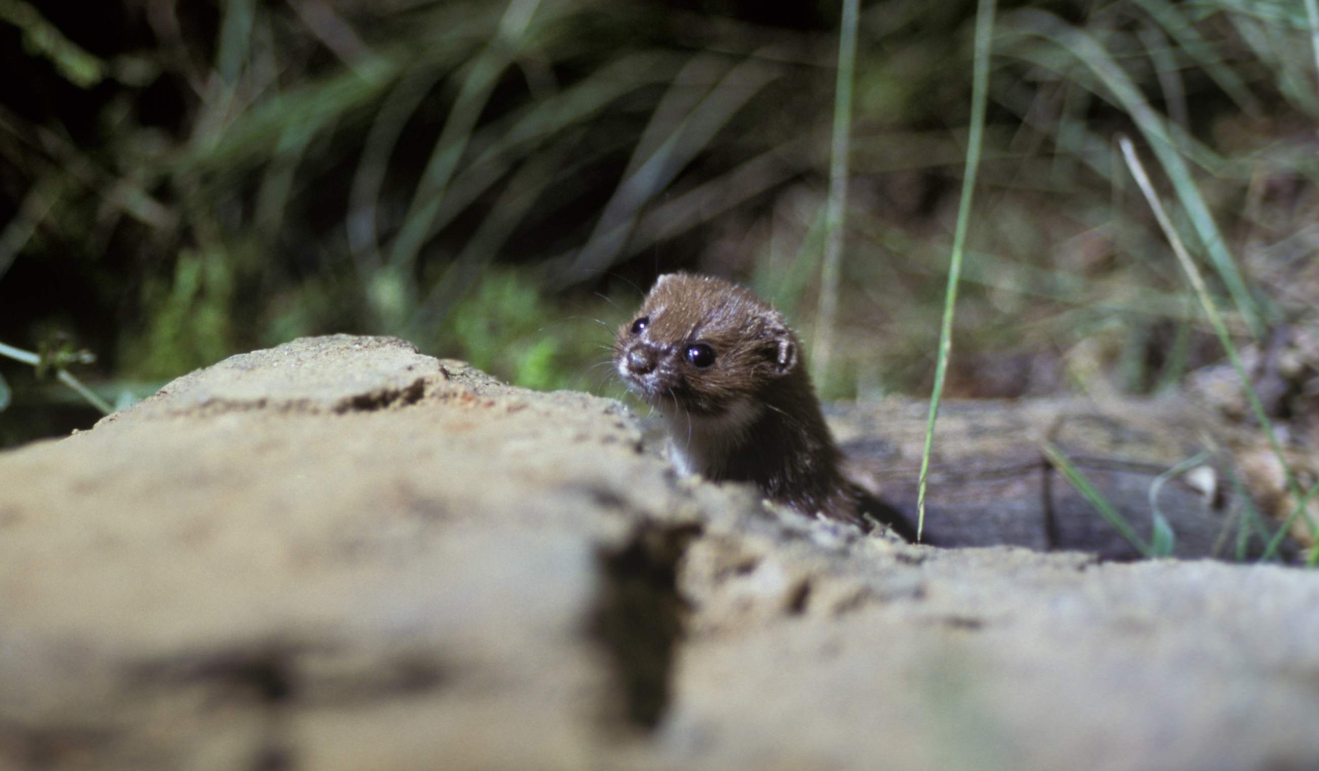 11092013104630 2052 art 1000 mauswiesel r schlamberger