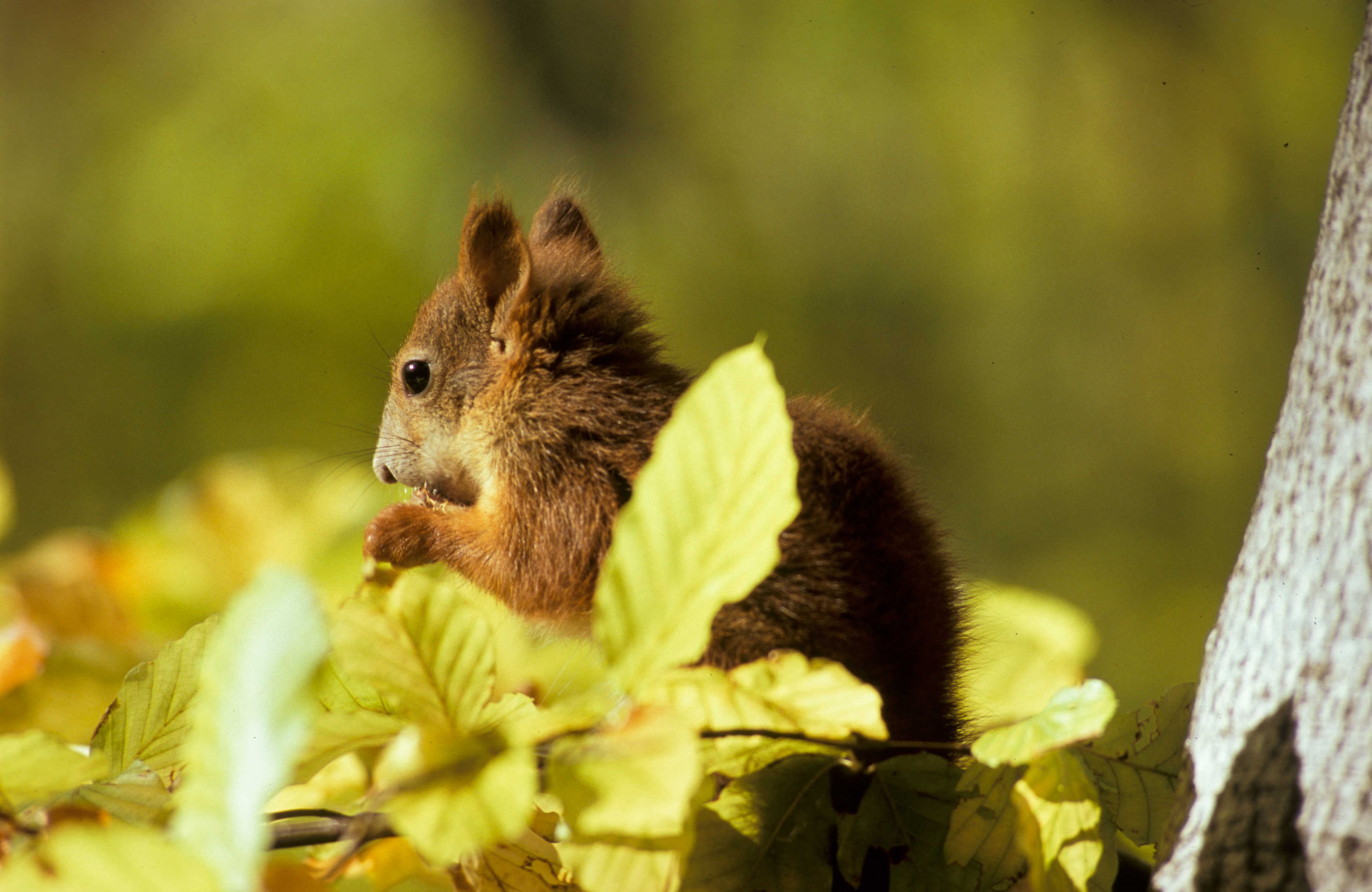 11092013104959 2053 art 978 eichhornchen r schlamberger