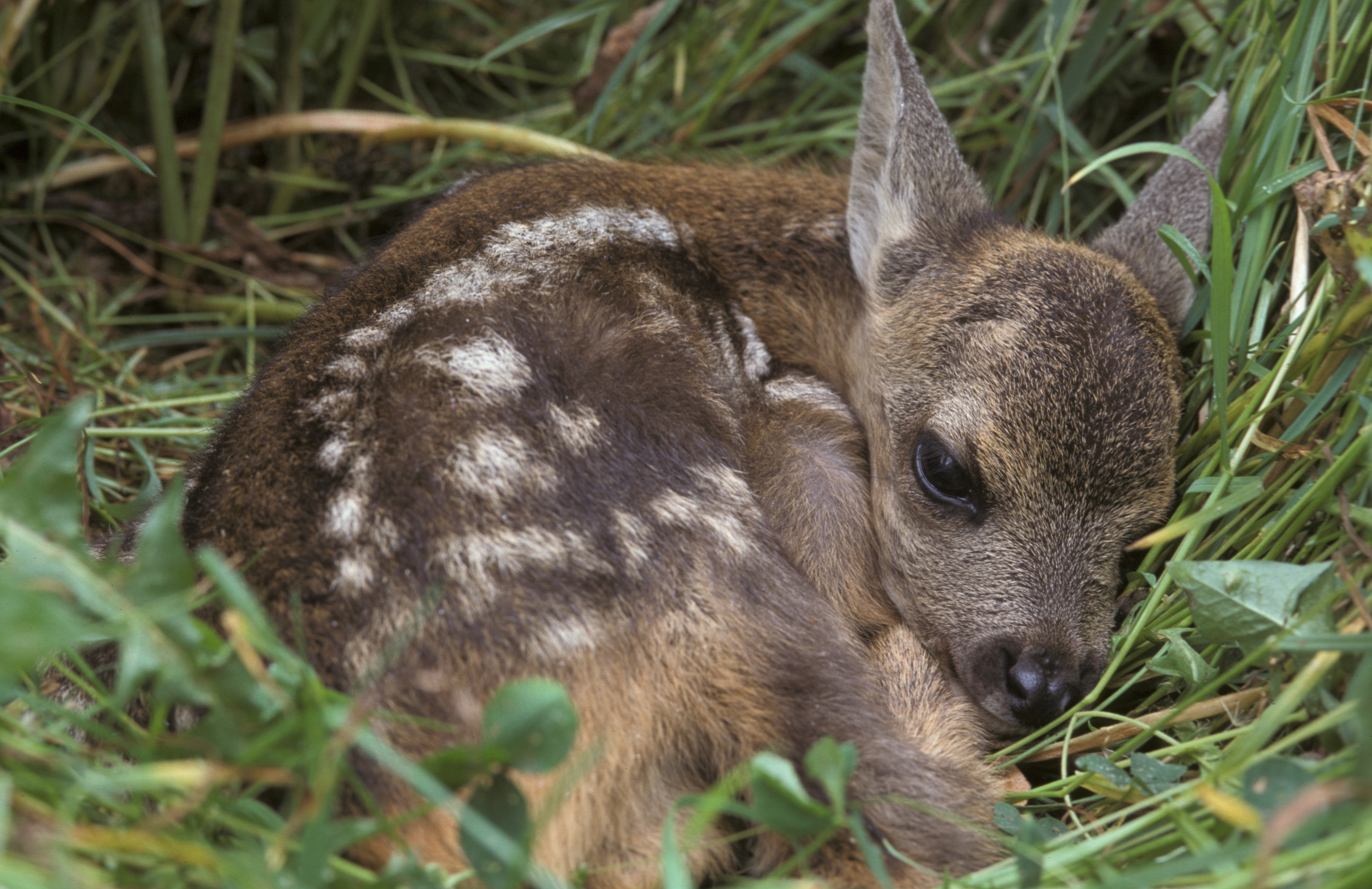 11092013105525 2054 art 924 reh r schlamberger