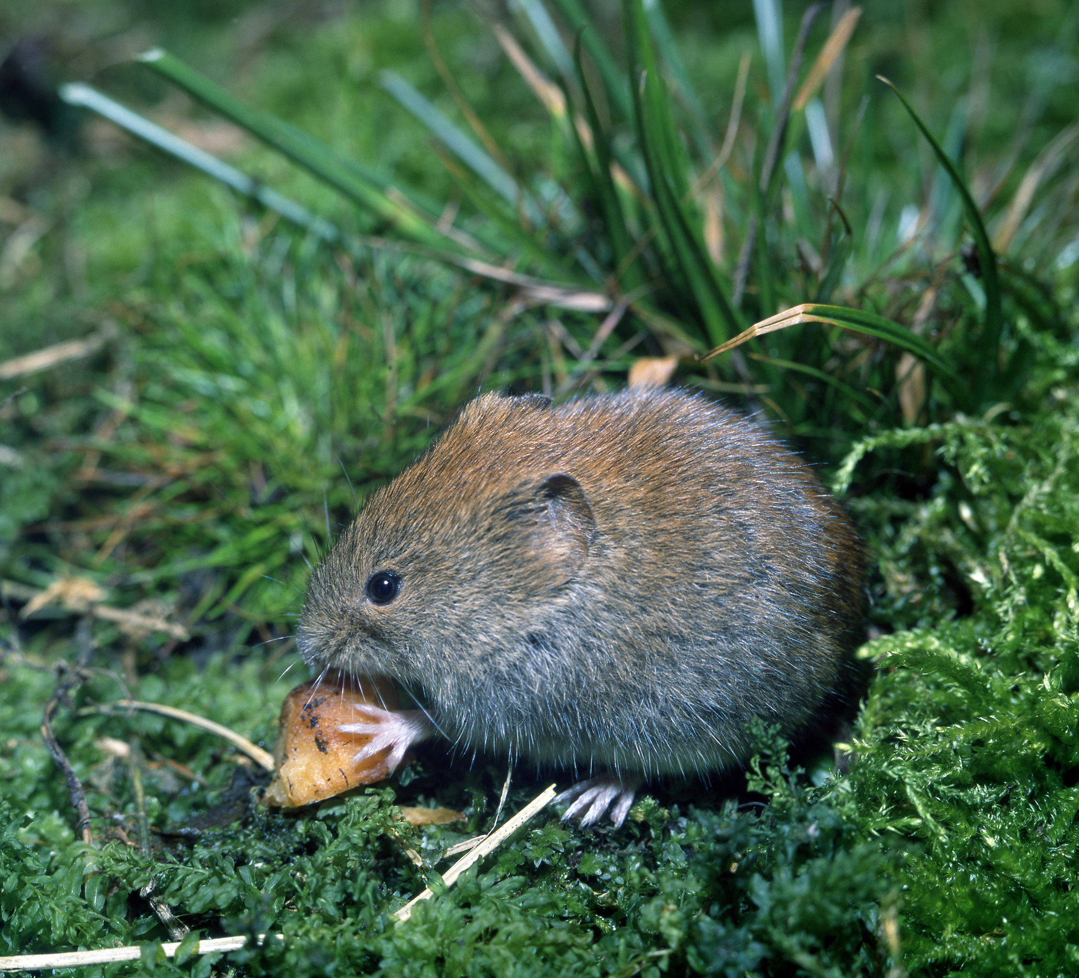 11092013110113 2055 art 990 microtus agrestis 8377josefhlasek