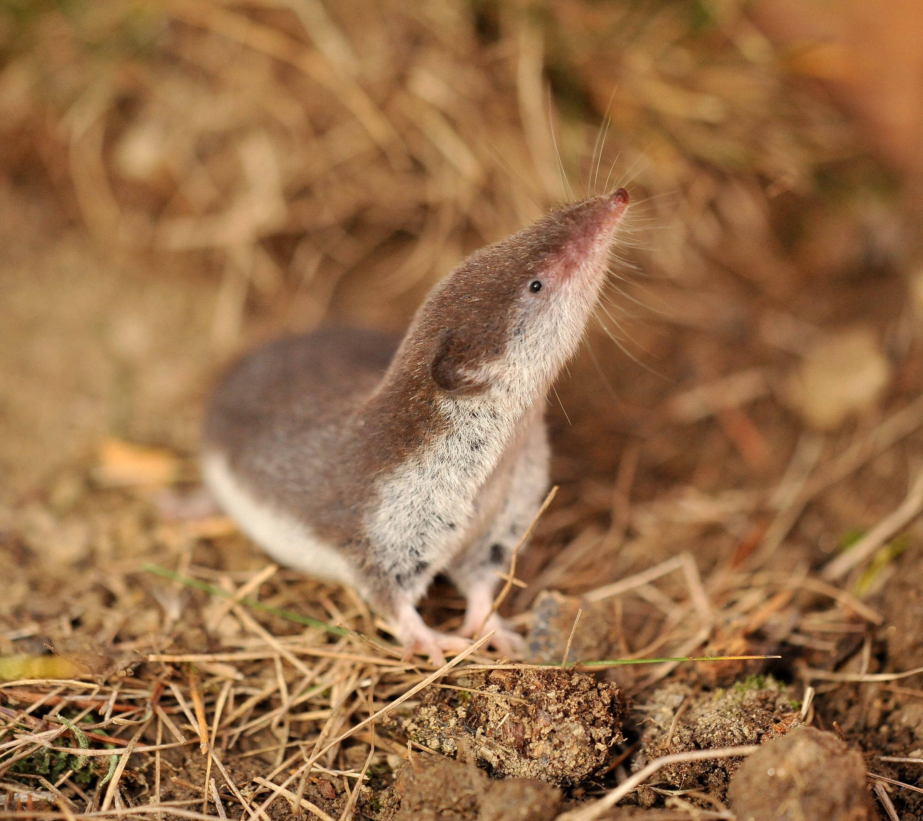 11092013143847 2057 art 980 crocidura leucodon h5535