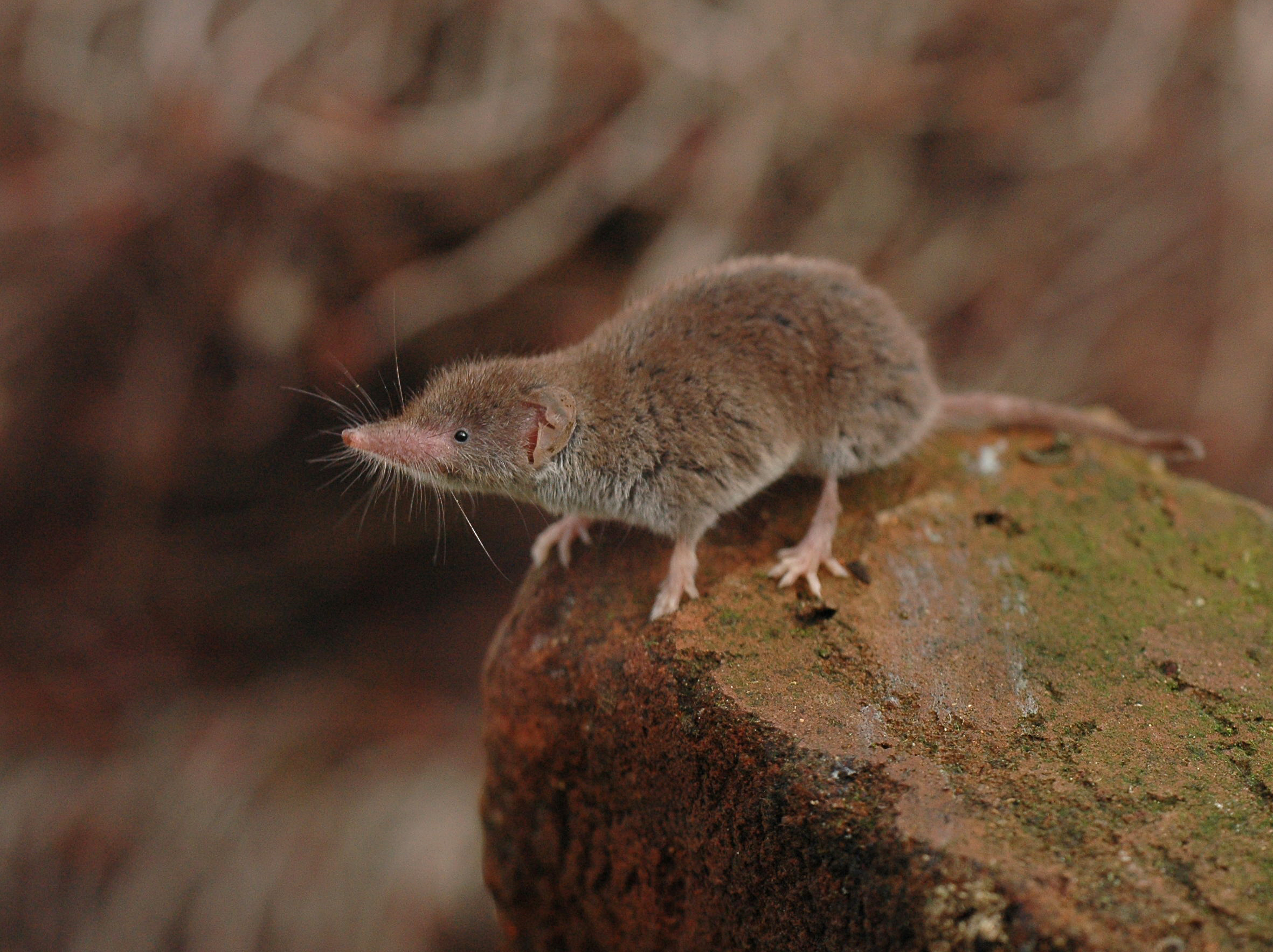 11092013144159 2058 art 979 crocidura suaveolens ag6615
