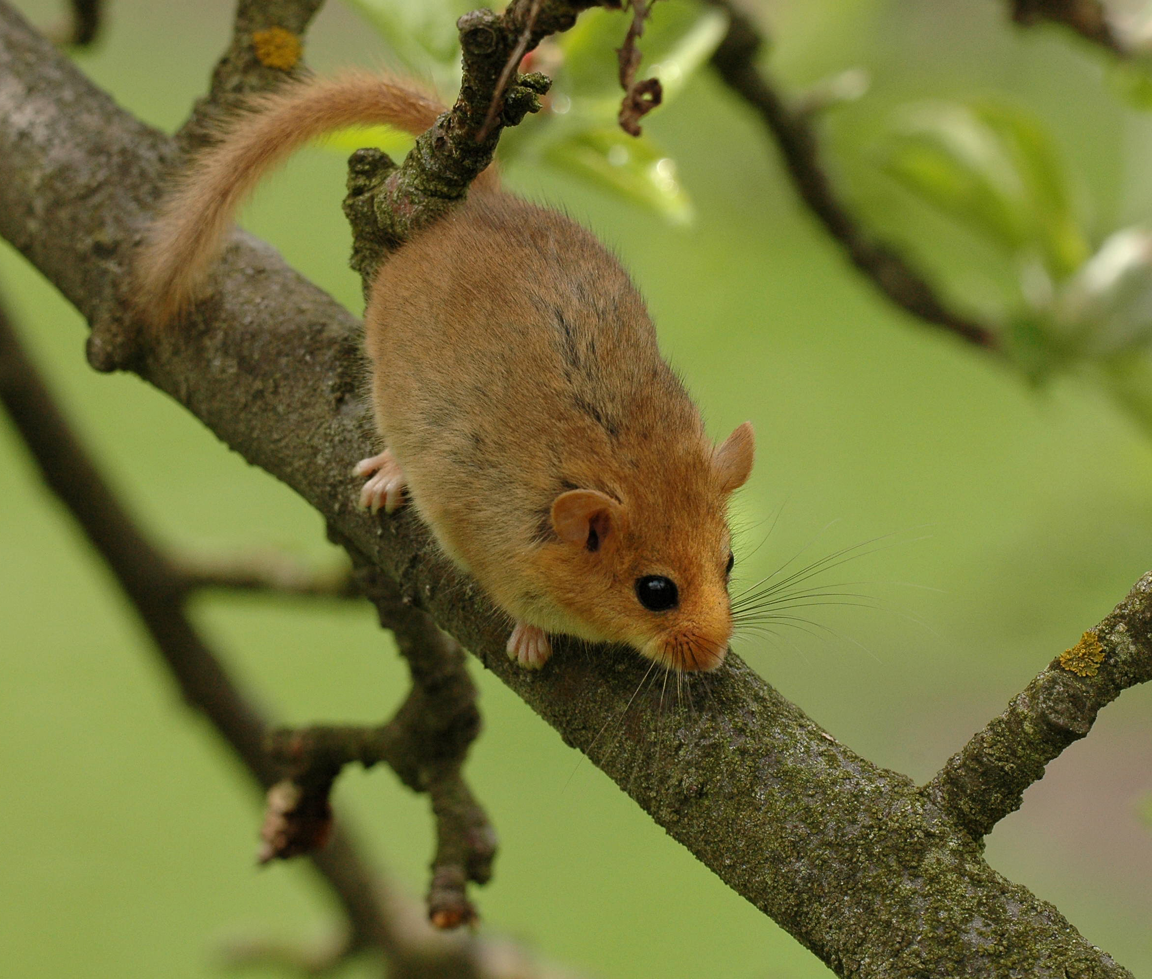 11092013145029 2060 art 976 muscardinus avellanarius ae1459