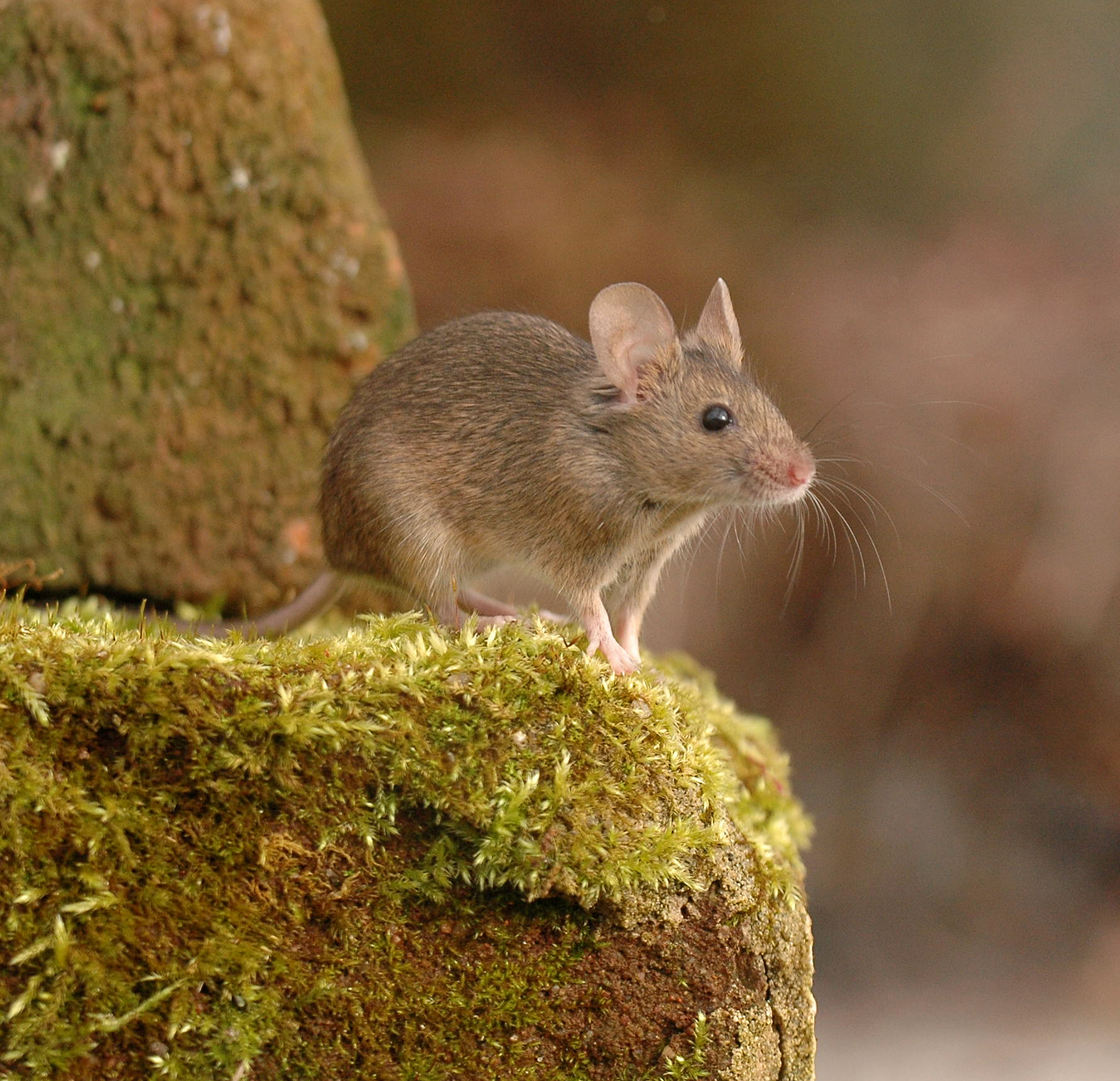 11092013145812 2061 art 987 mus musculus ag6966