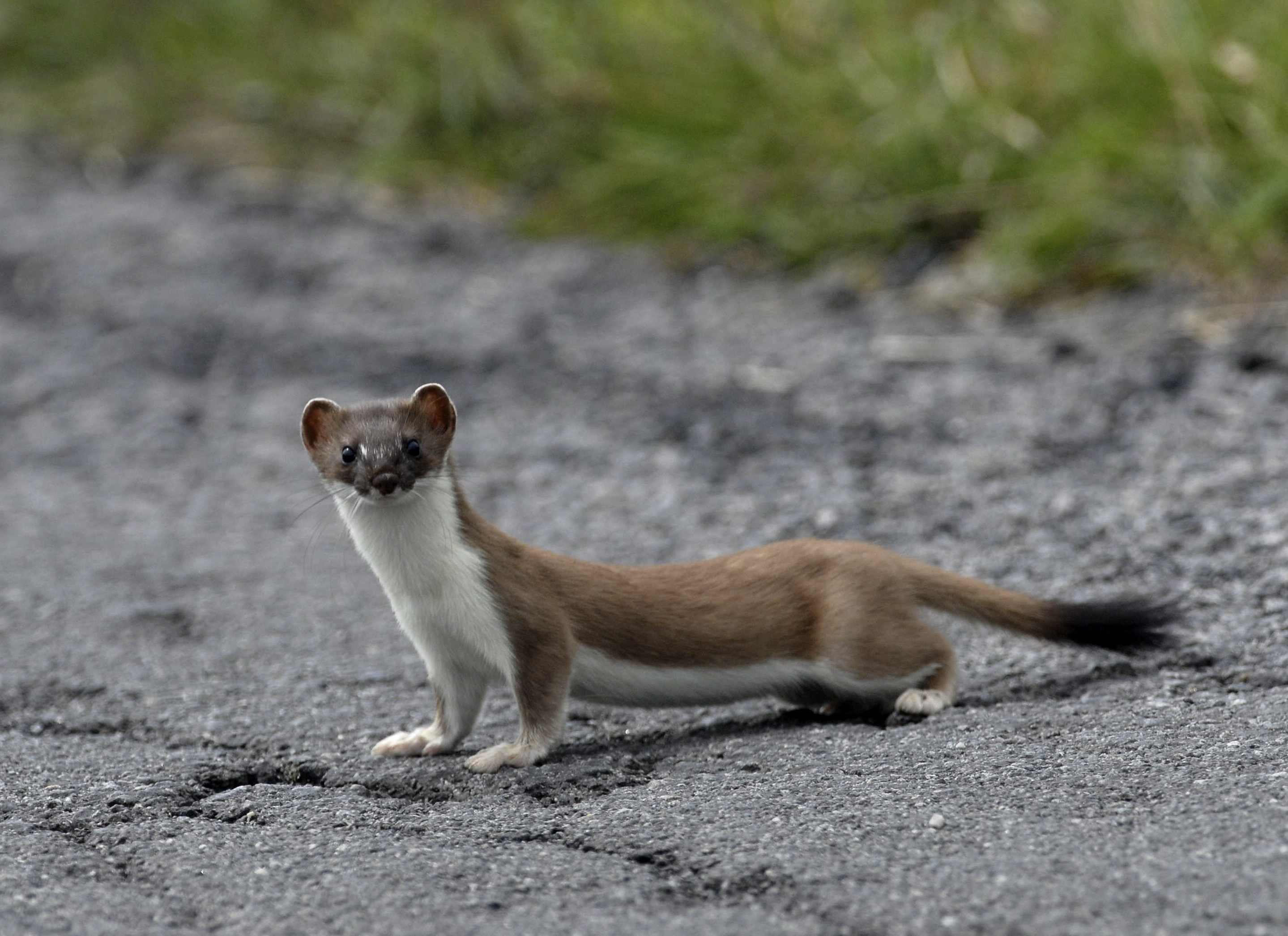 11092013150054 2062 art 999 mustela erminea ee6229