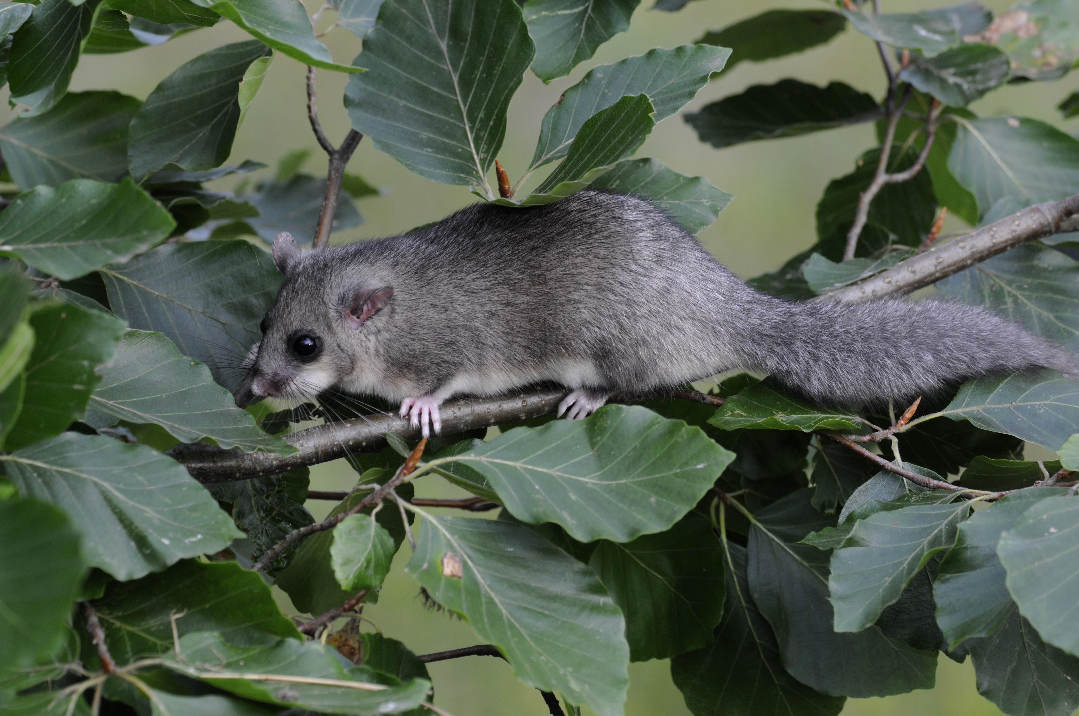 11092013150427 2063 art 944 glis glis f7375