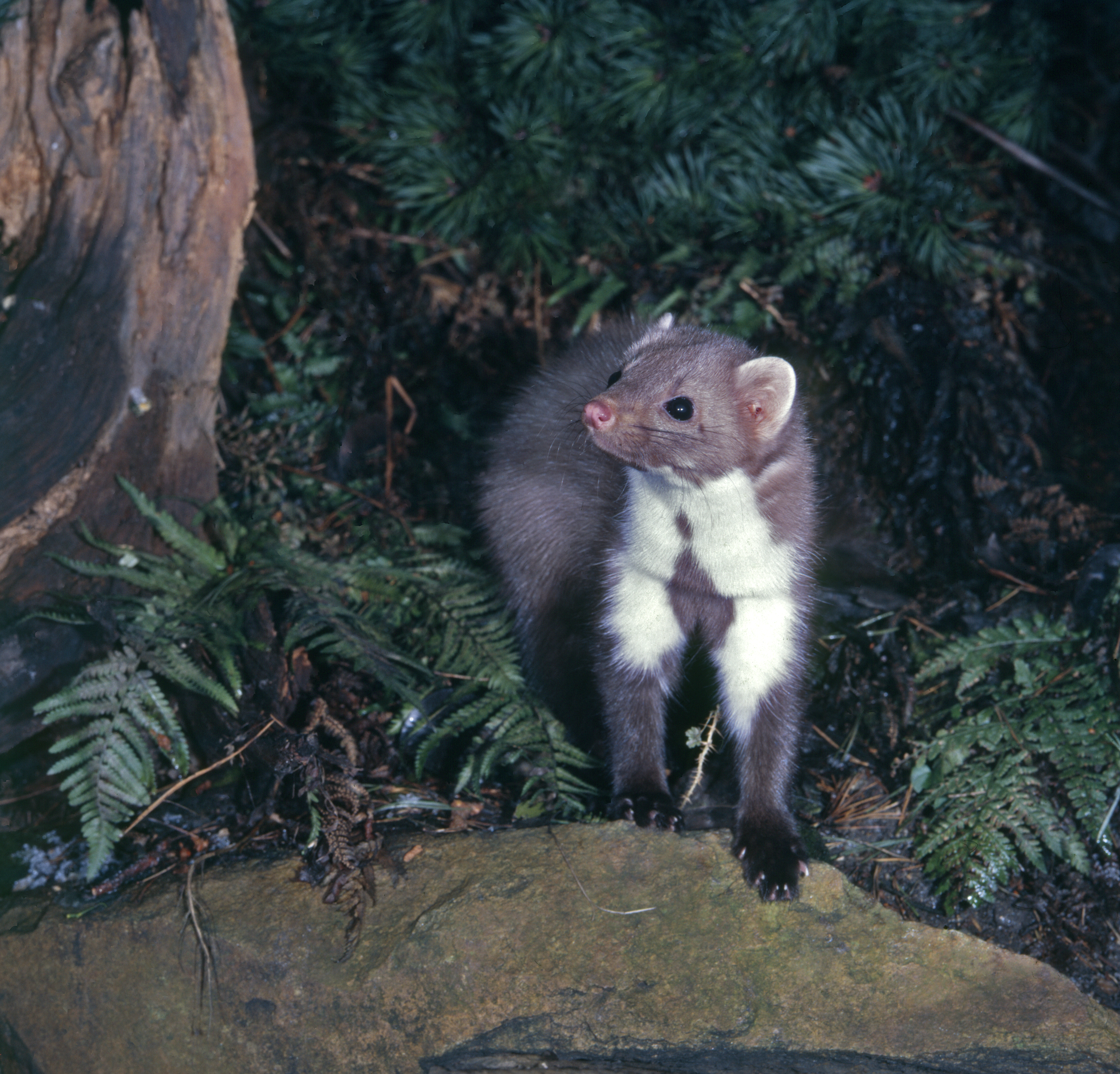 11092013150751 2064 art 997 martes foina 9097lubomirhlasek