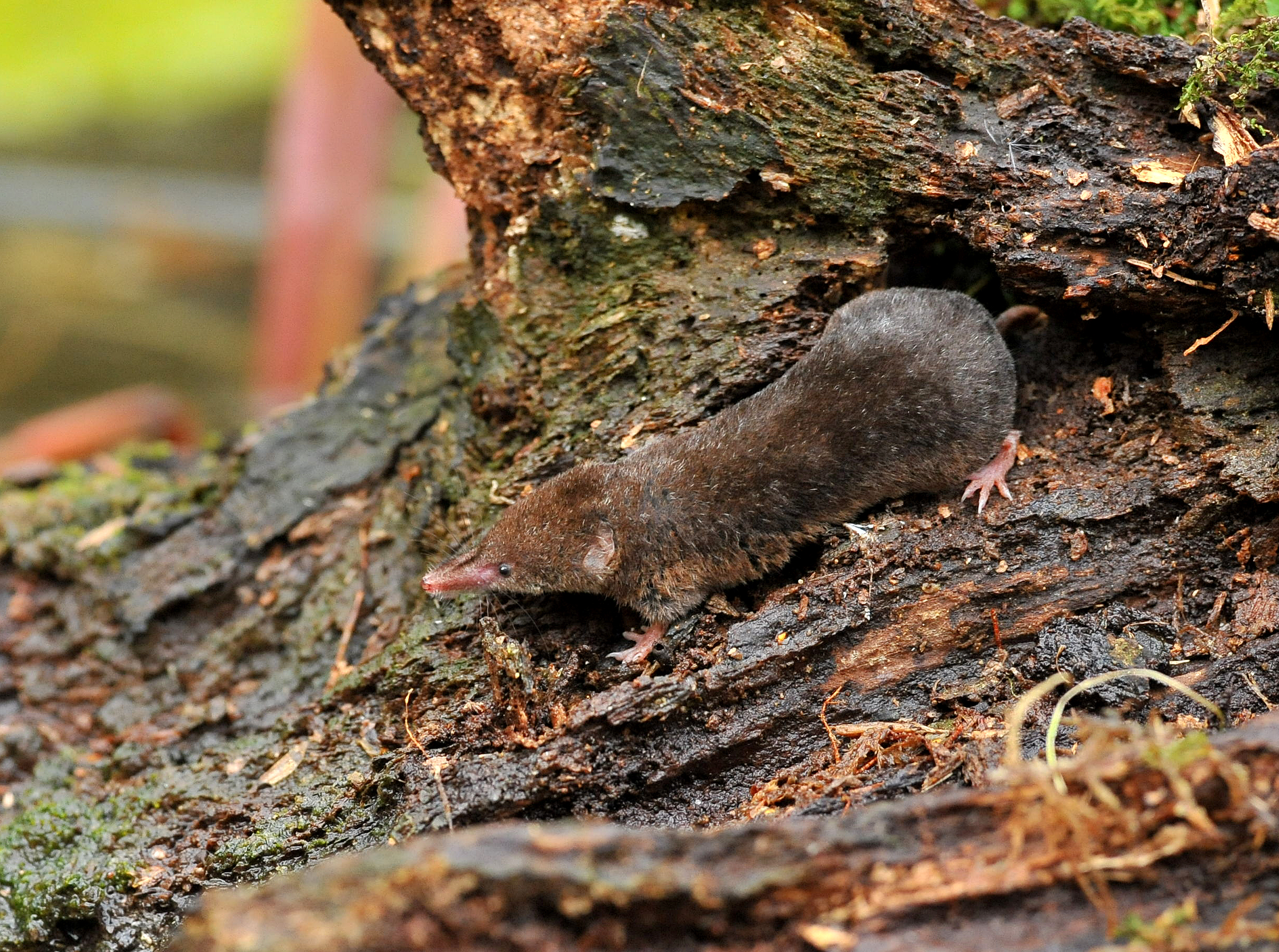 11092013151418 2066 art 973 sorex araneus h0779