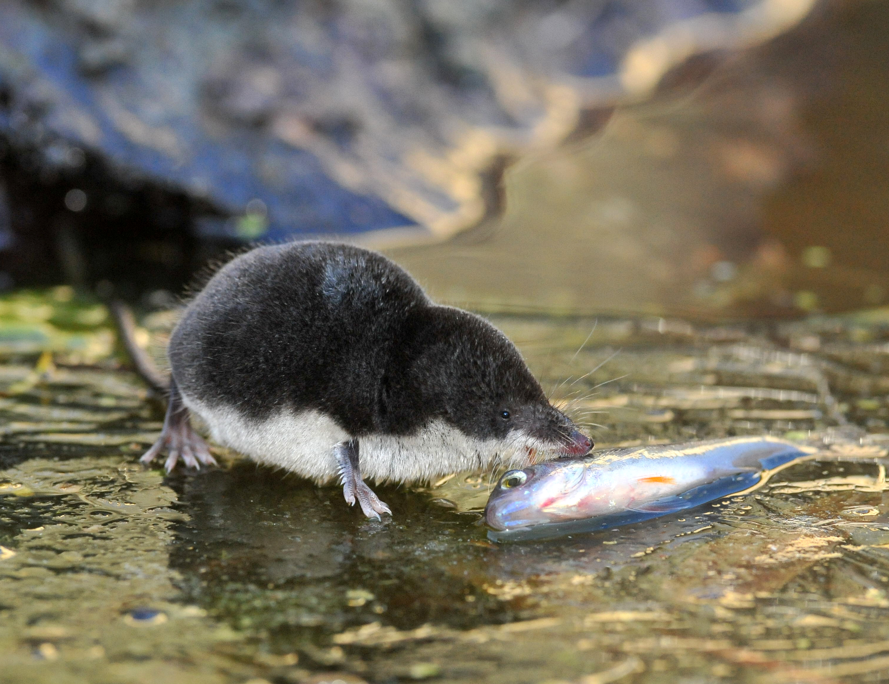 11092013151708 2067 art 974 neomys fodiens h2632