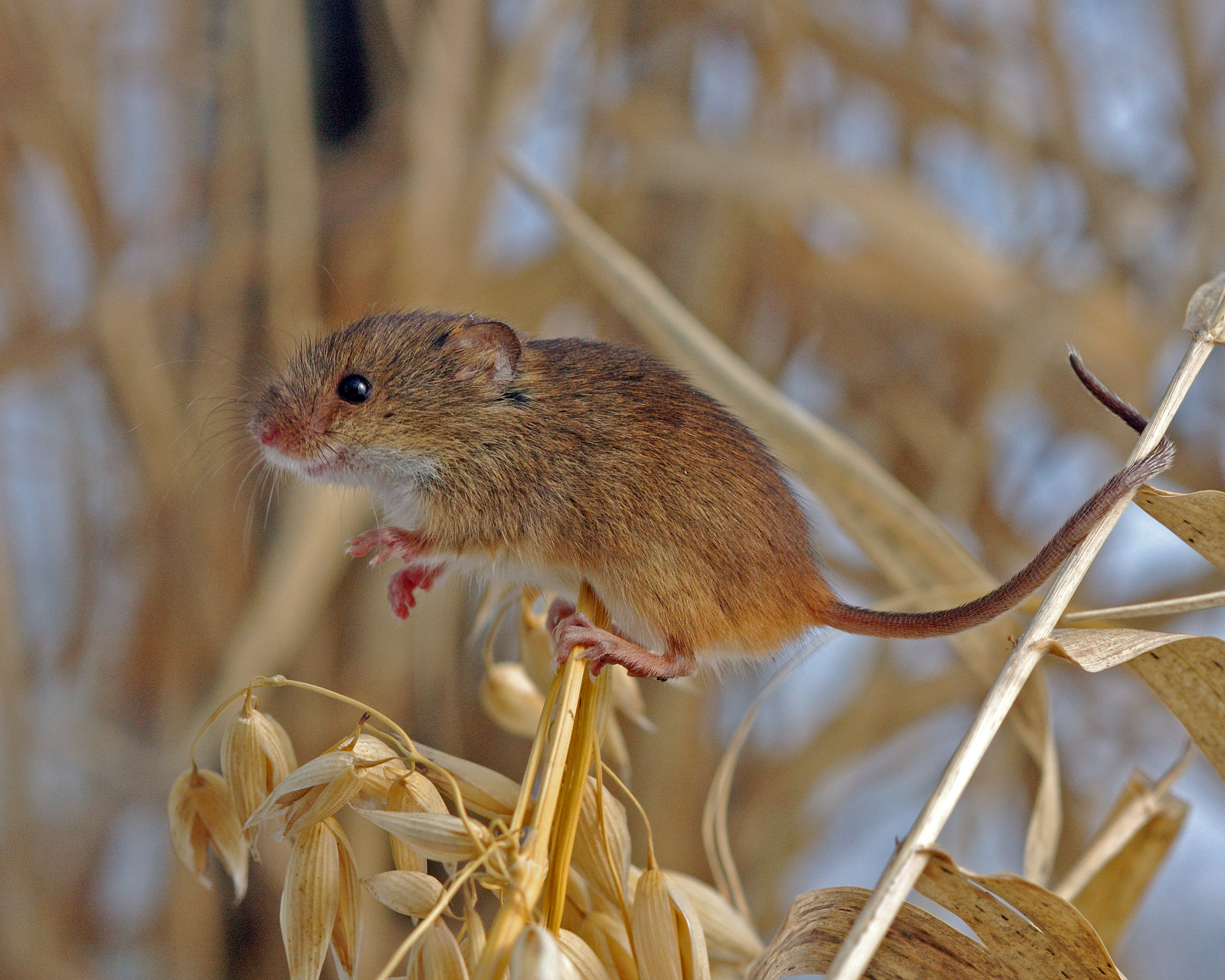 11092013151942 2068 art 993 micromys minutus aa2667jhlasek