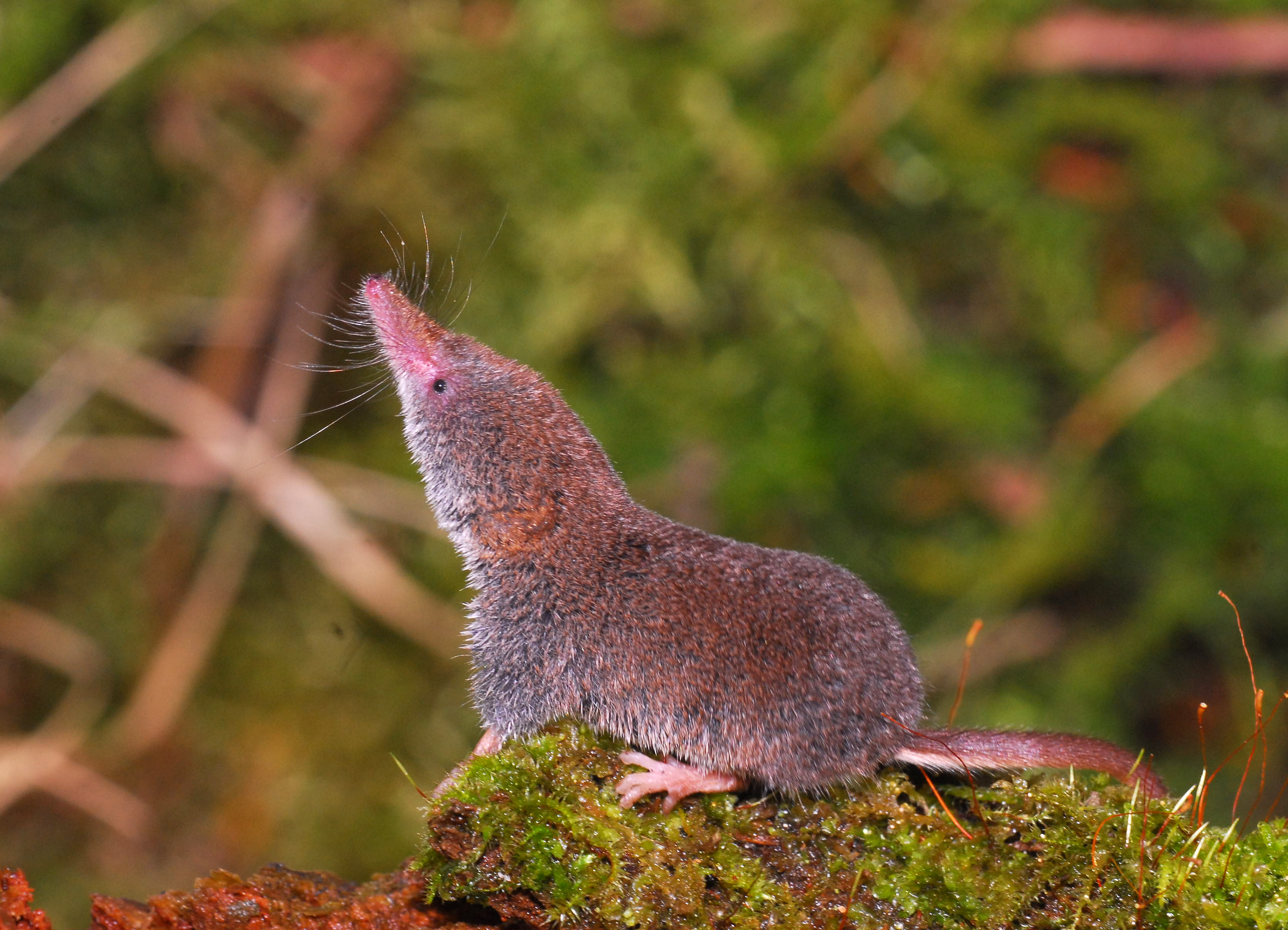 11092013152241 2069 art 920 sorex minutus ec5568