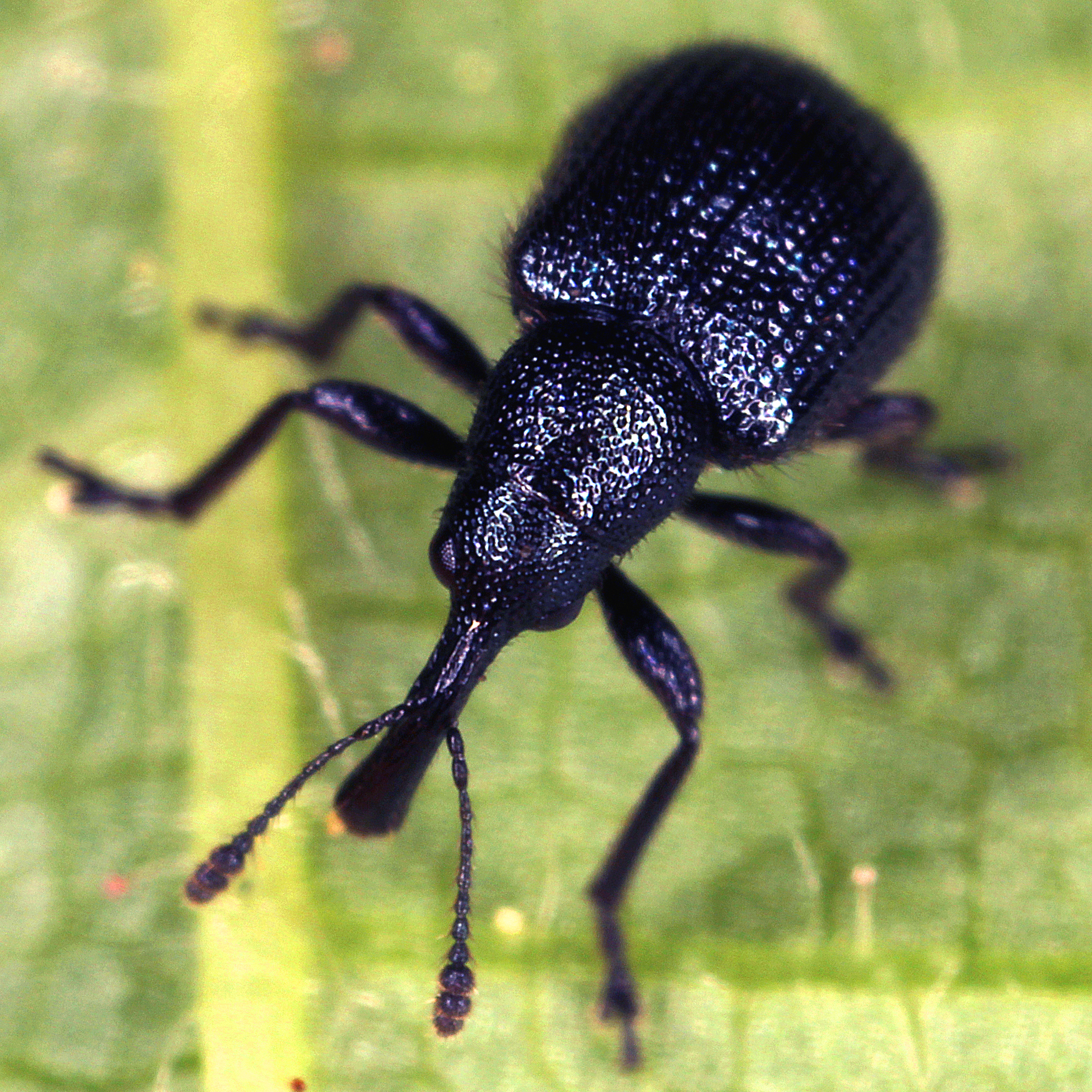 11092014112854 2642 art 1599 caenorhinus germanicus