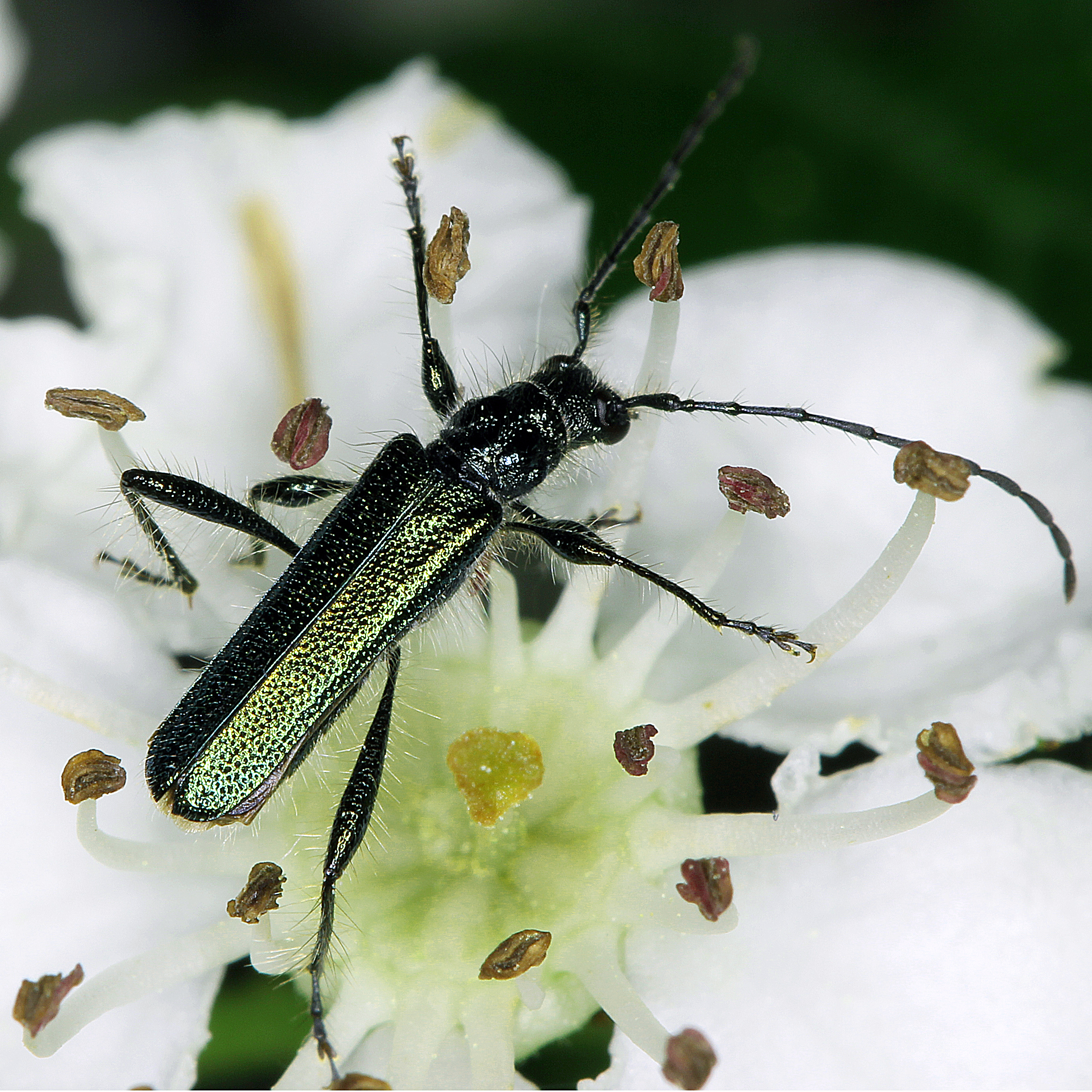 11092014113330 2643 art 1600 callimus angulatus 2