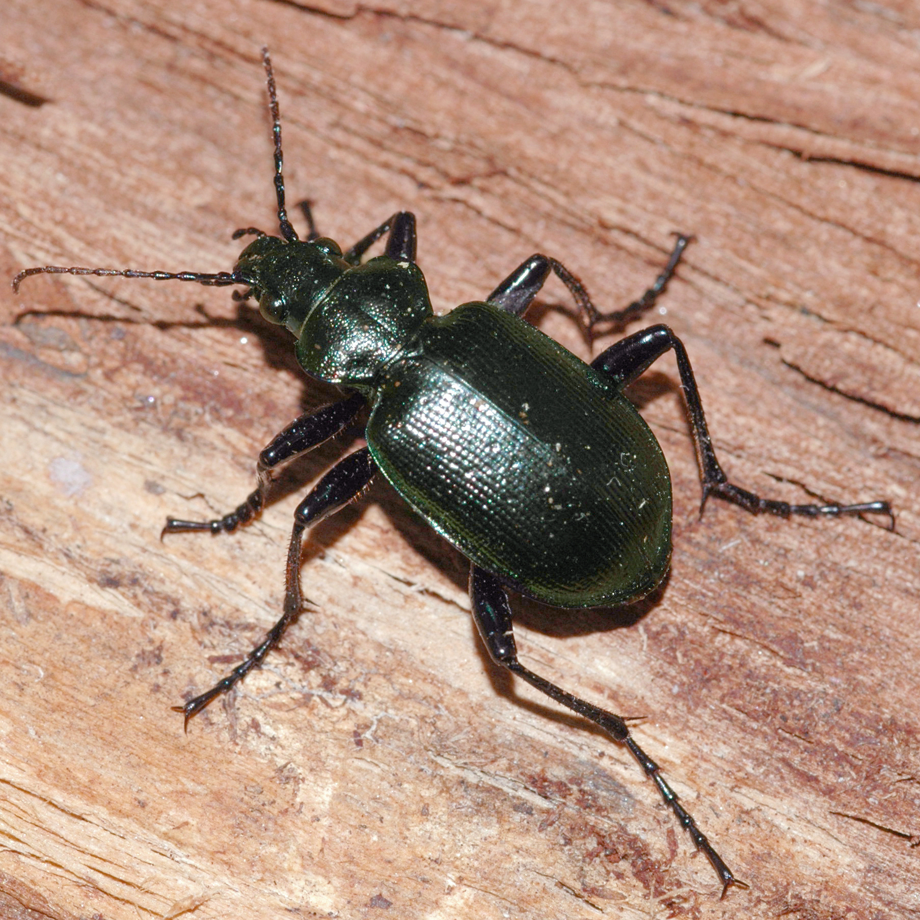 11092014113545 2644 art 1601 calosoma inquisitor