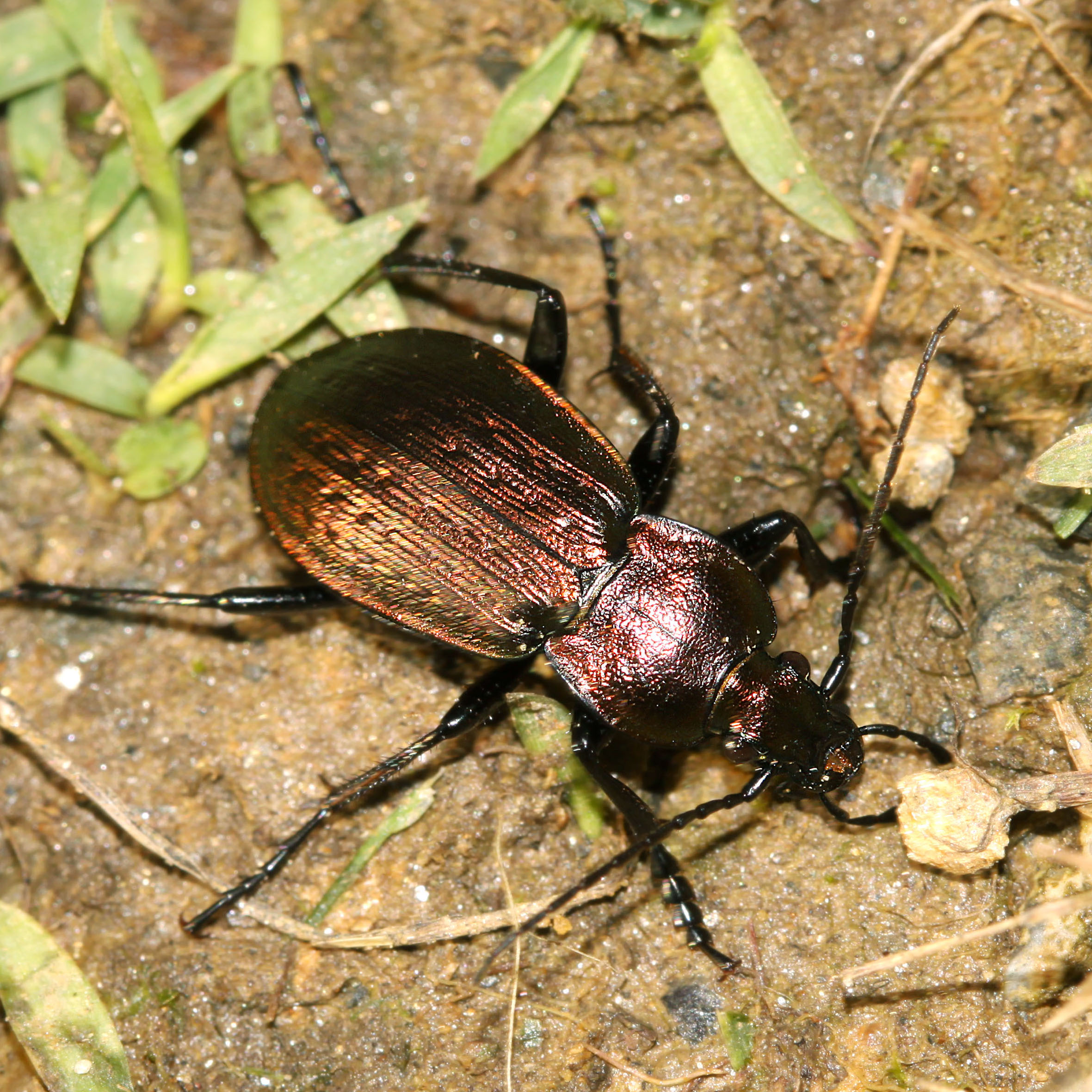 11092014114053 2646 art 1603 carabus arvensis 2