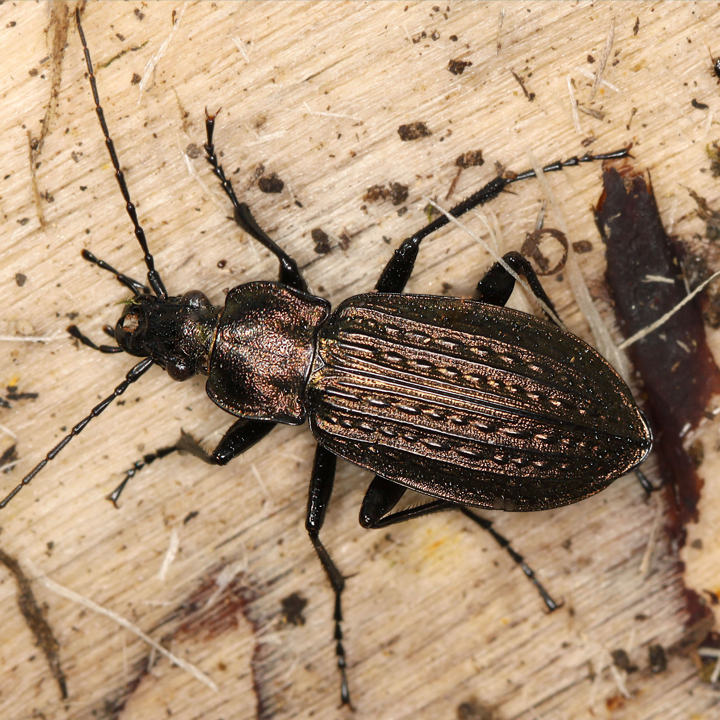 11092014114349 2647 art 1604 carabus granulatus 1