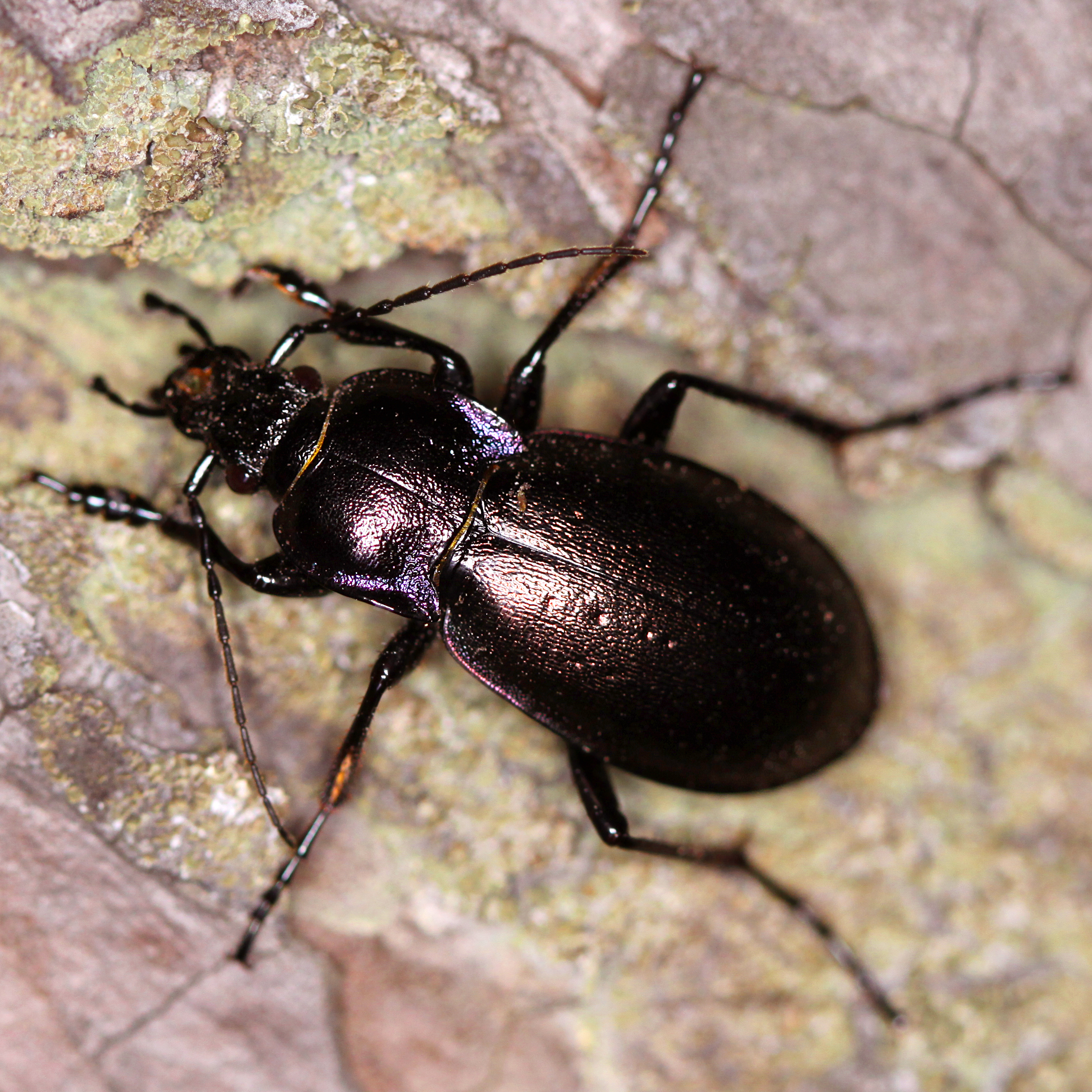11092014114554 2648 art 1605 carabus nemoralis 1