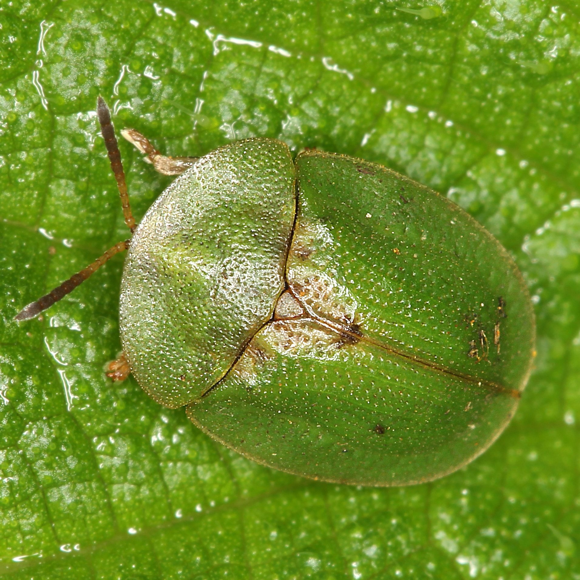 11092014114807 2649 art 1606 cassida rubiginosa 2