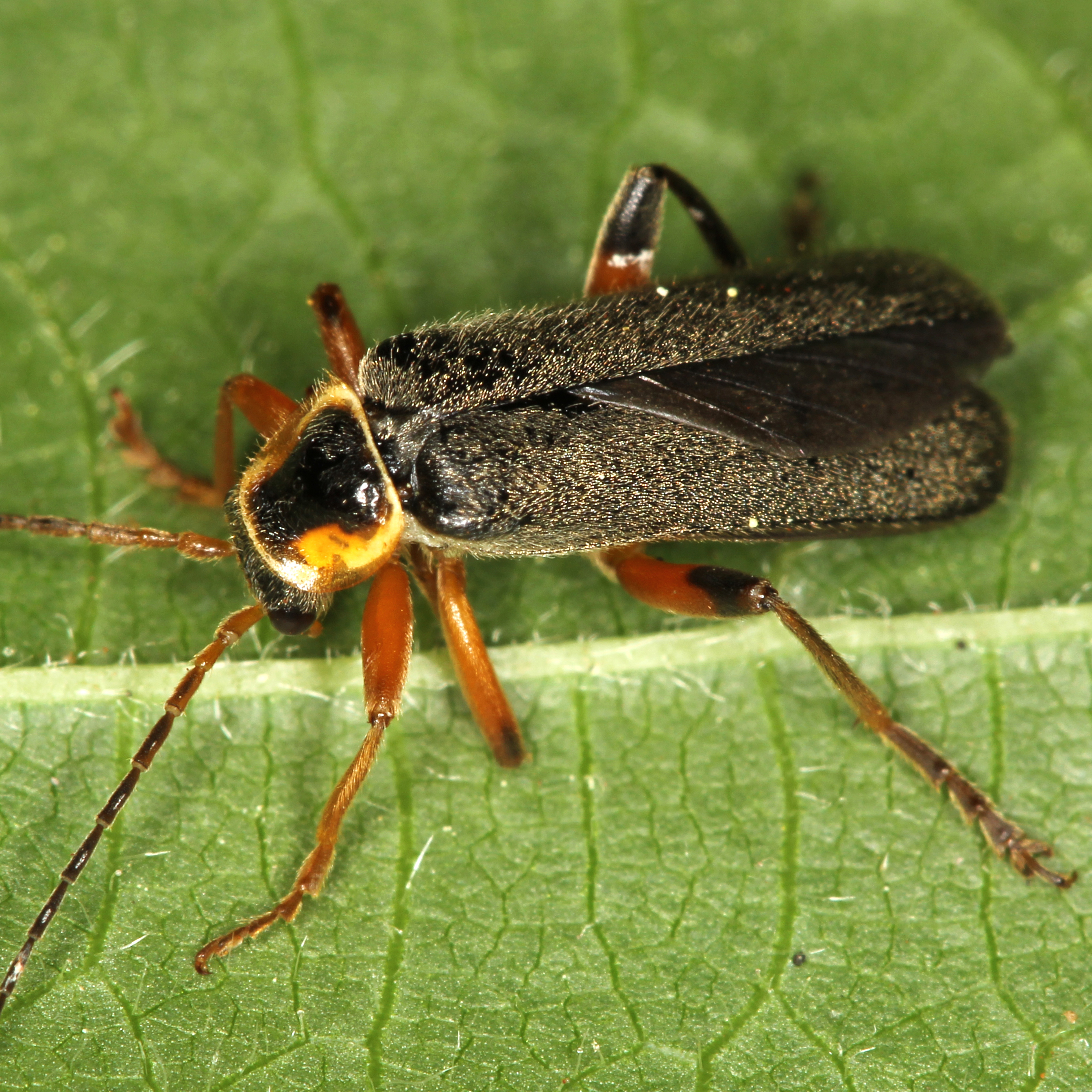 11092014115045 2650 art 1607 catharis nigricans 3